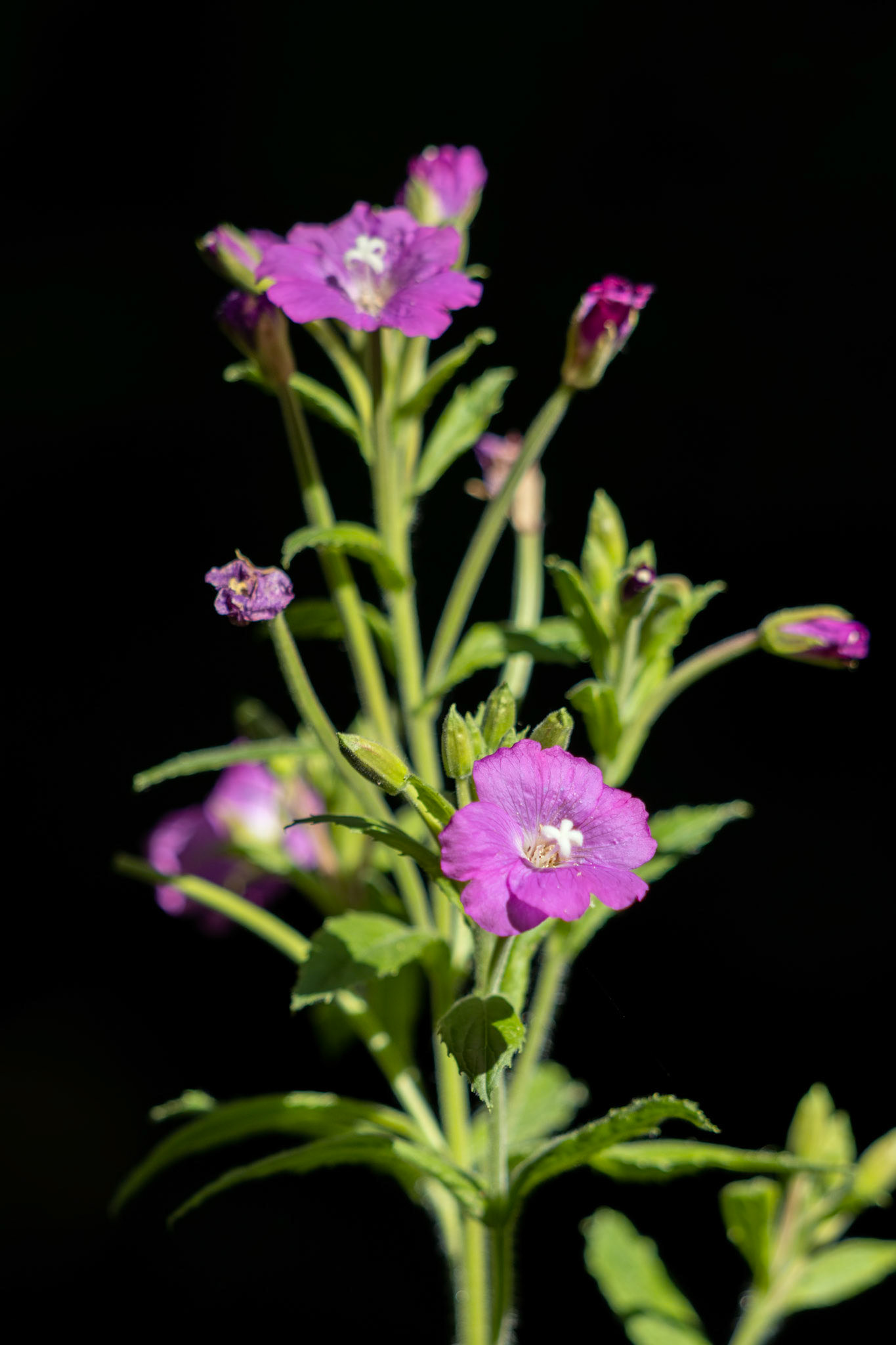 Great Willowherb (Epilobium hirsutum) flowering in the english countryside