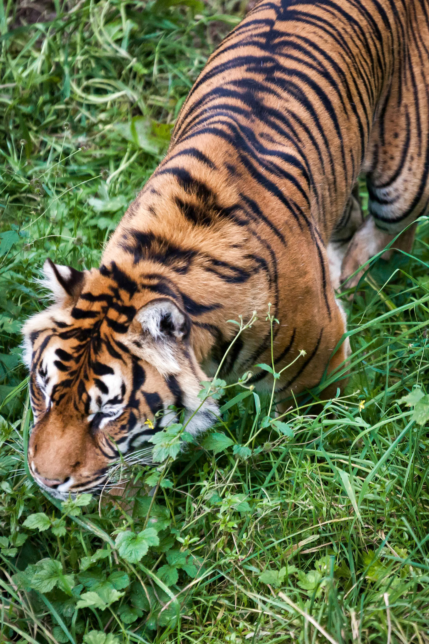 Sumatran Tiger (Panthera tigris sumatrae)