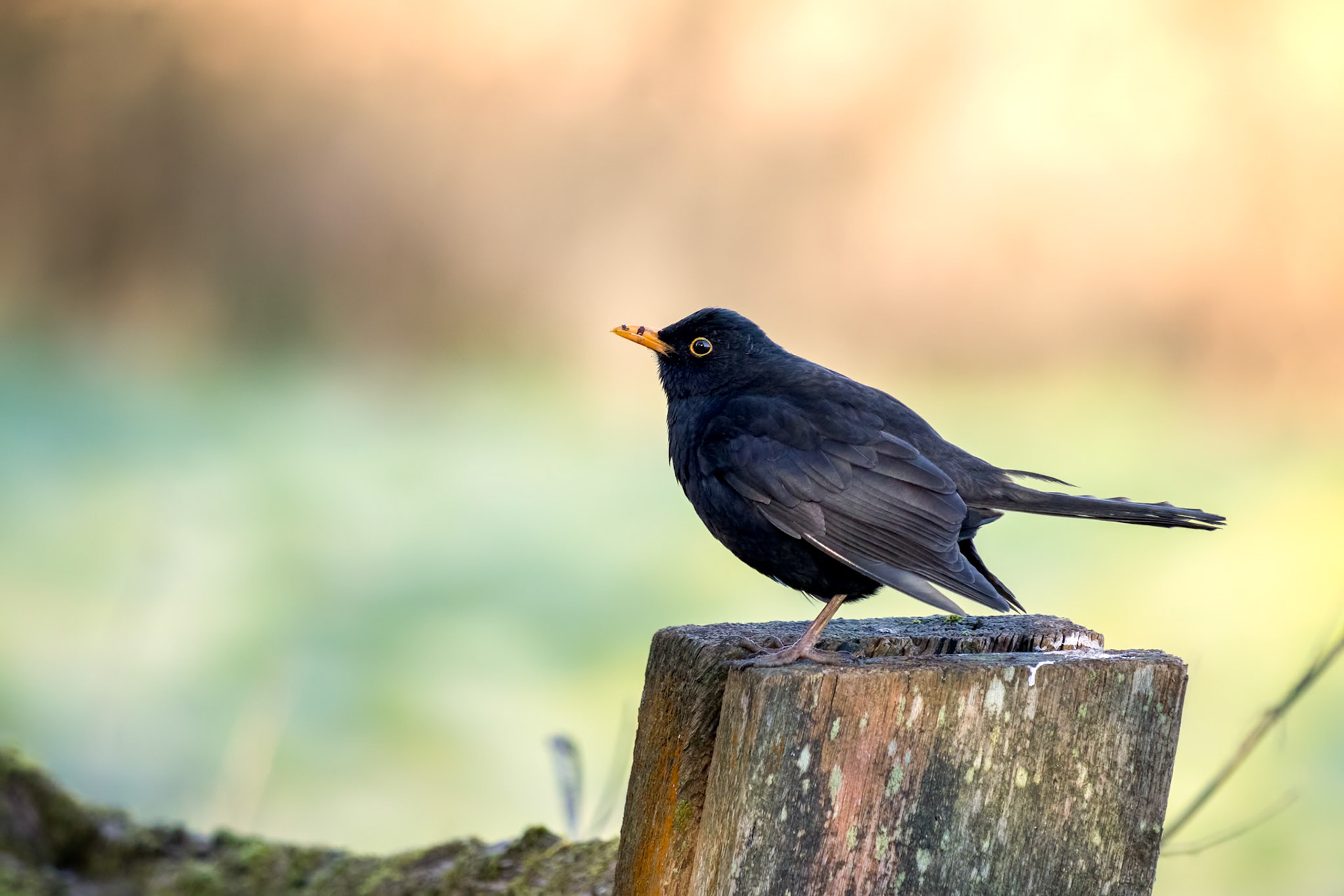 Male Blackbird (Turdus merula) standing on a wooden post
