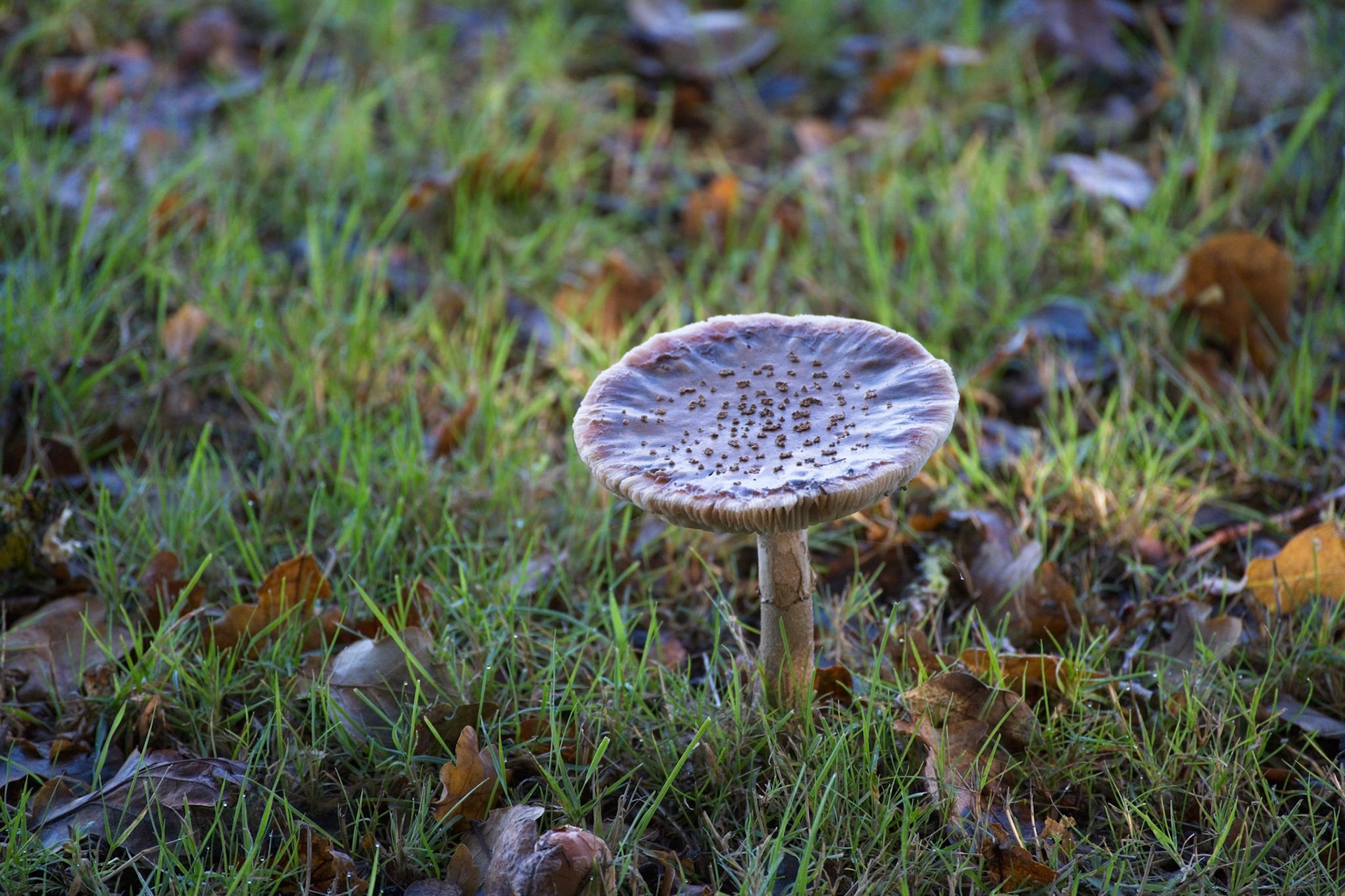 Fungi growing in a meadow in West Sussex