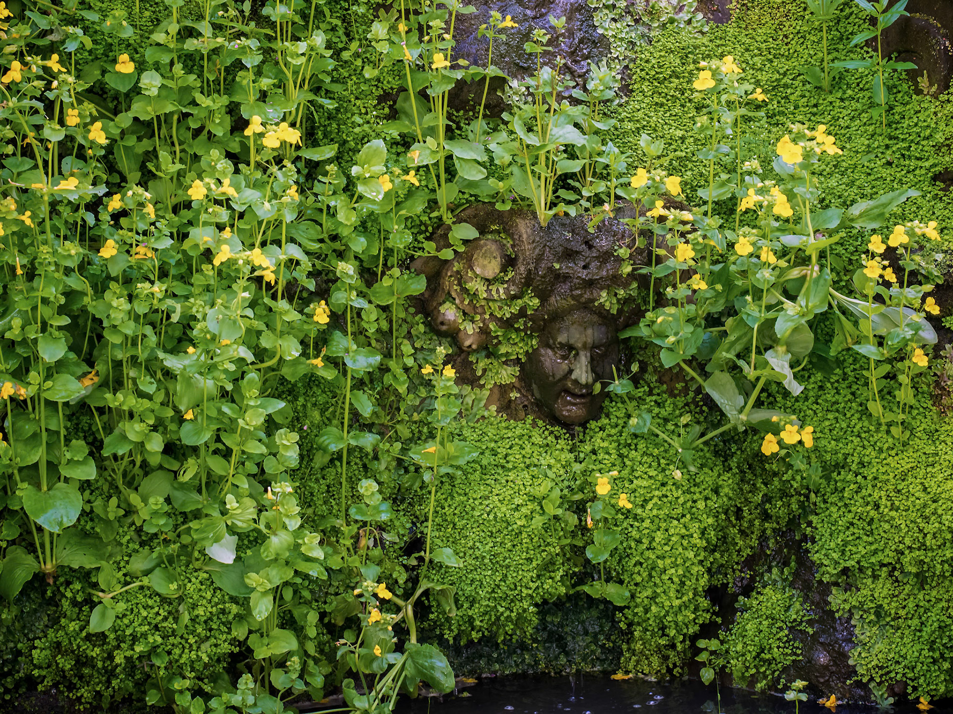 Stone Head Peeking through Flowers  in the Garden at Hever Castle