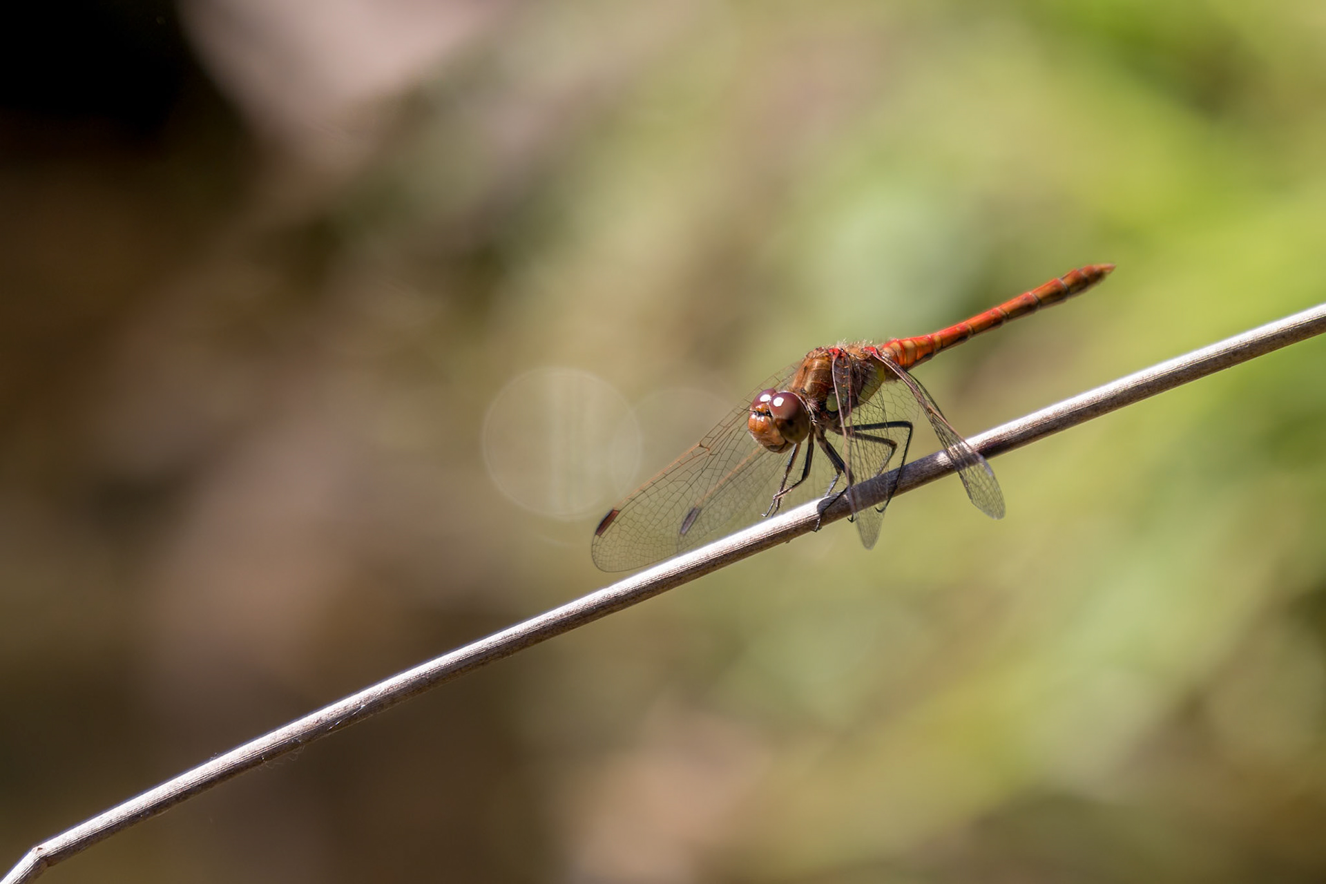 Common Darter (Sympetrum striolatum) resting on a plant stem