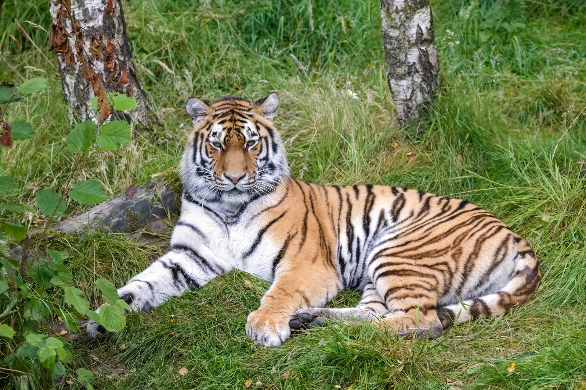 Siberian Tiger (Panthera tigris altaica) or Amur Tiger
