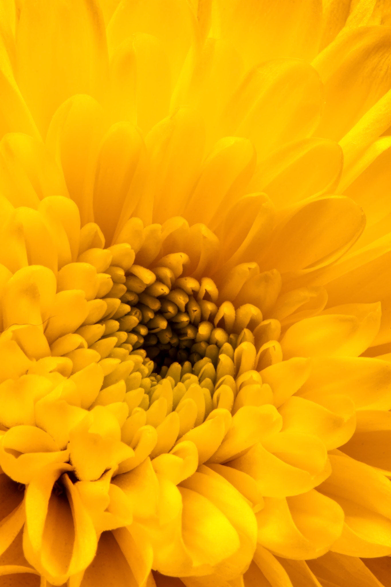Close-up of a Yellow Chrysanthemum