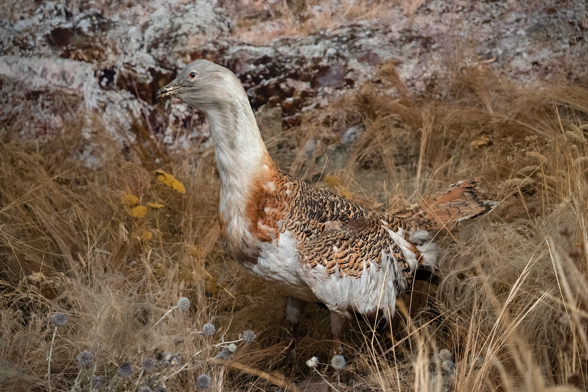 TULCEA, DANUBE DELTA, ROMANIA - SEPTEMBER 22 : Museum display featuring a Great Bustard (Otis tarda) in Tulcea, Danube Delta, Romania on September 22, 2018