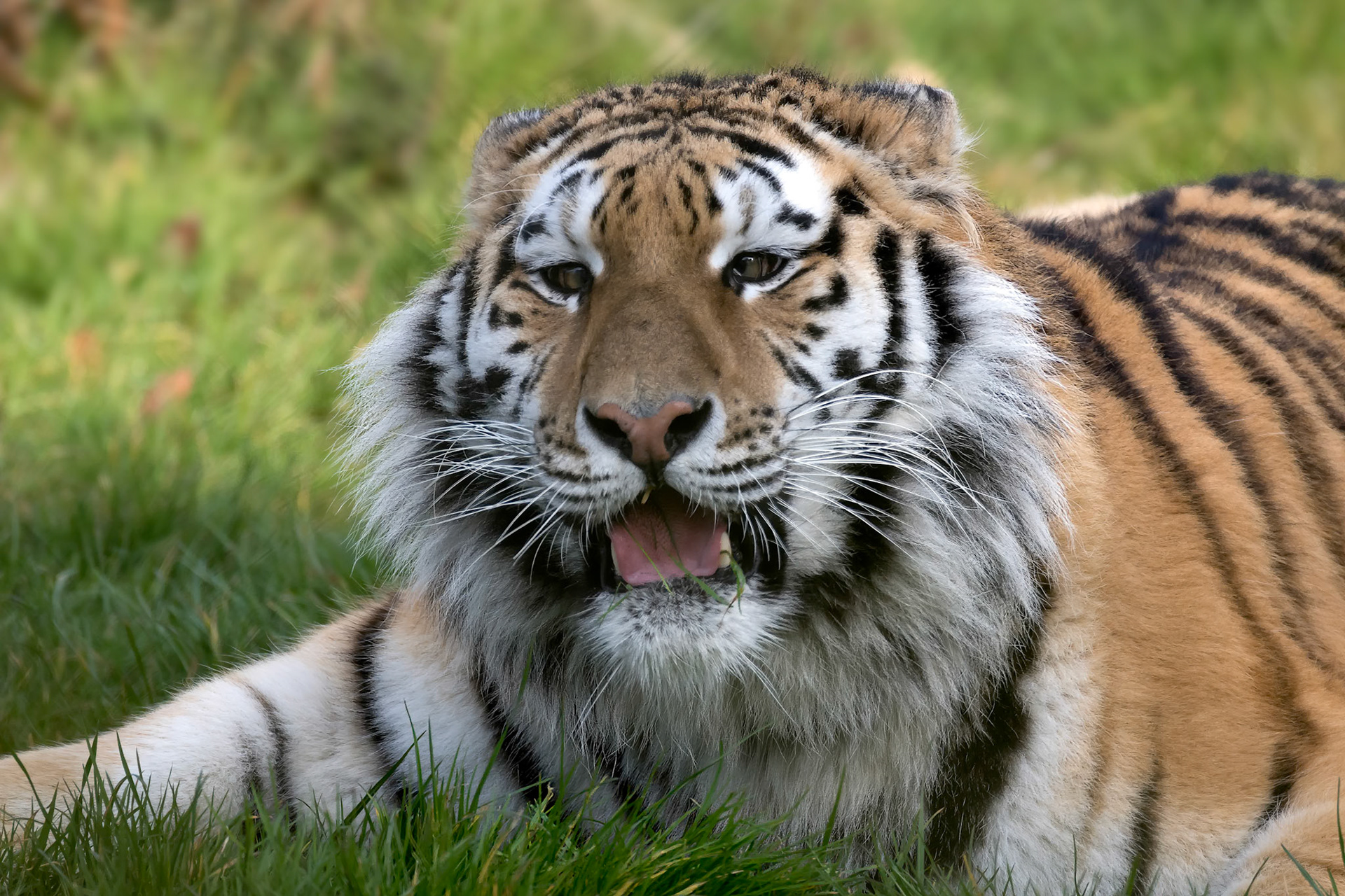 Siberian Tiger (Panthera tigris altaica)