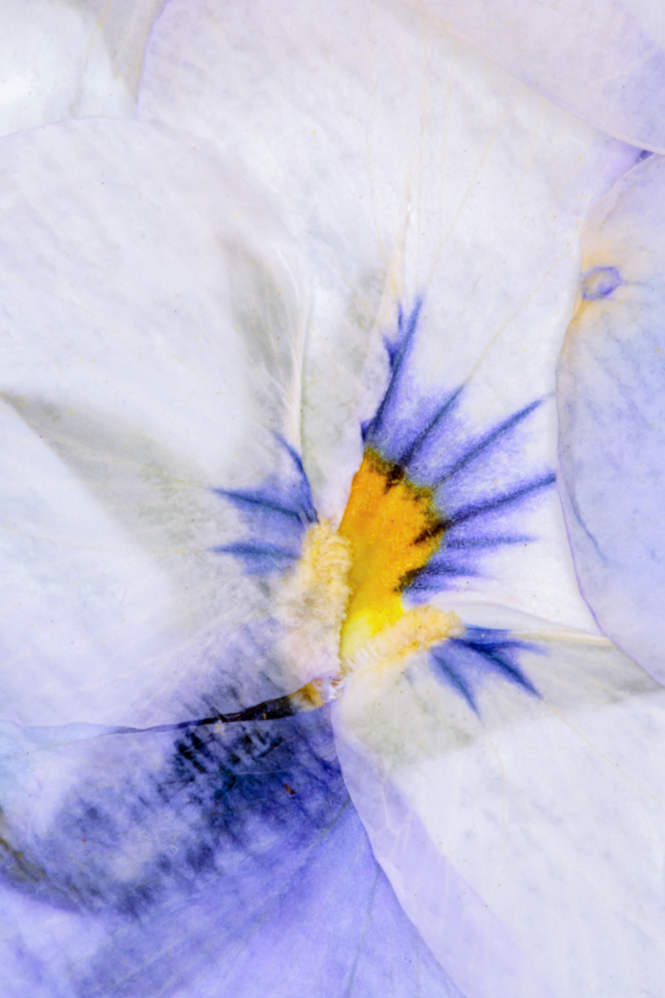 Pressed Flowers Abstract