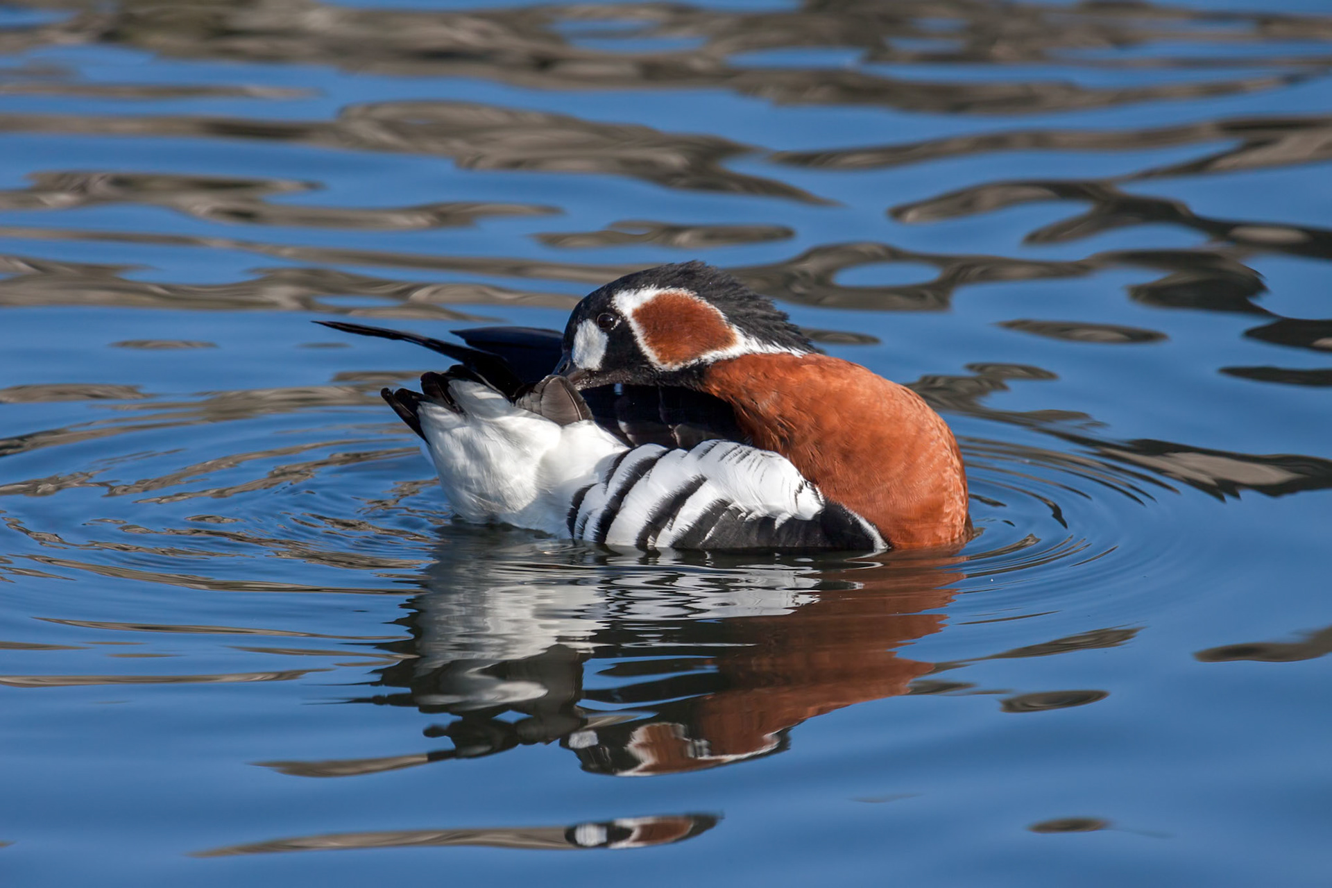 Red-breasted goose (Branta ruficollis) preening on open water