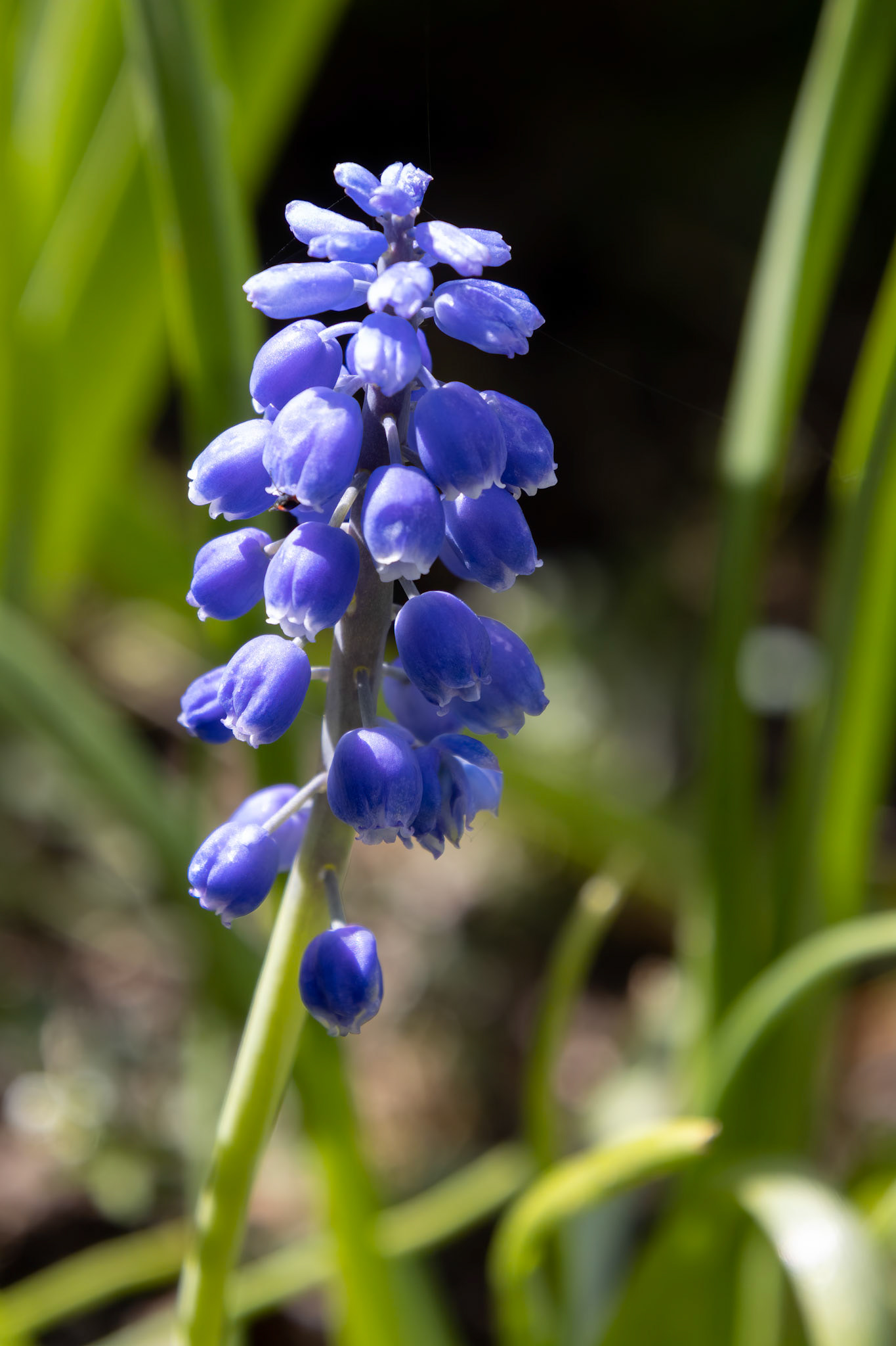A Grape Hyacinth (Muscari) flowering in the spring sunshine