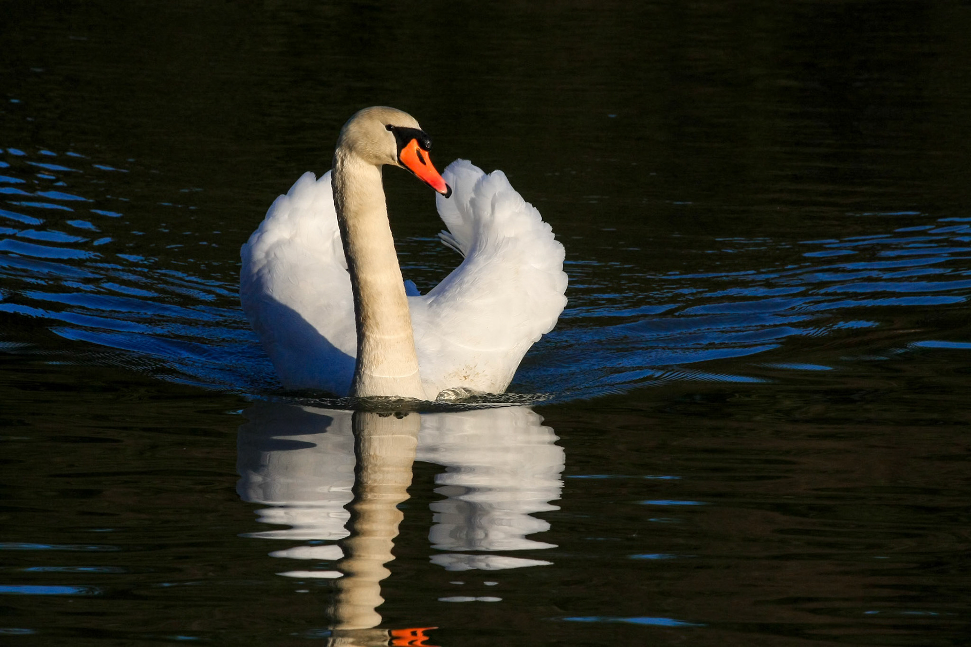 Mute Swan (Cygnus olor) at Warnham Nature Reserve
