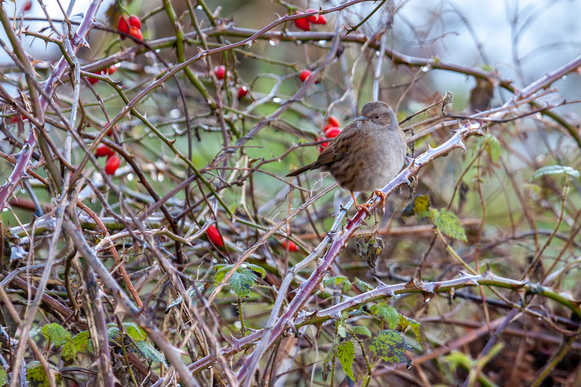 Hedge Accentor or Dunnock on a briar in winter