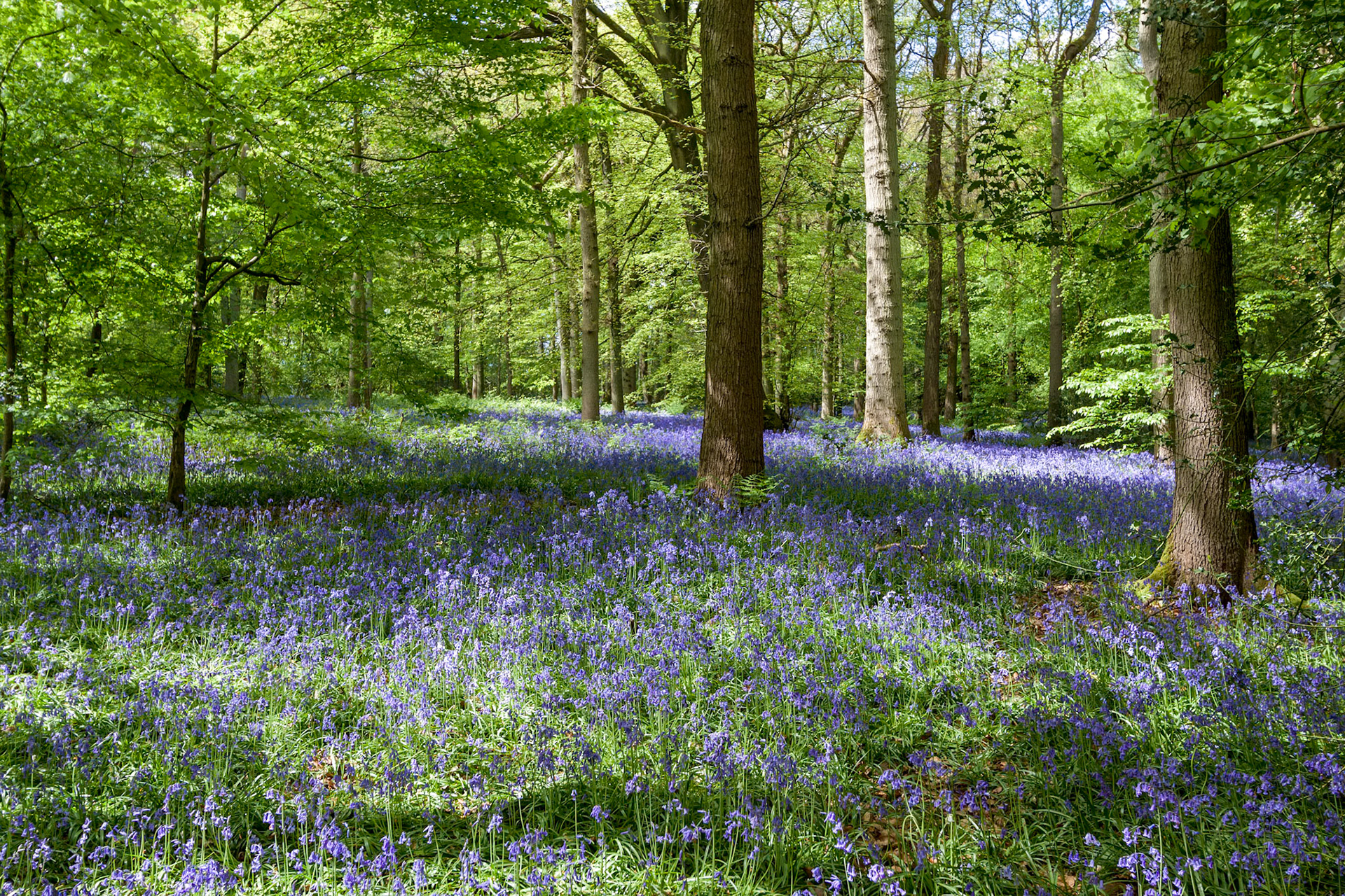 Bluebells in Staffhurst Woods near Oxted Surrey