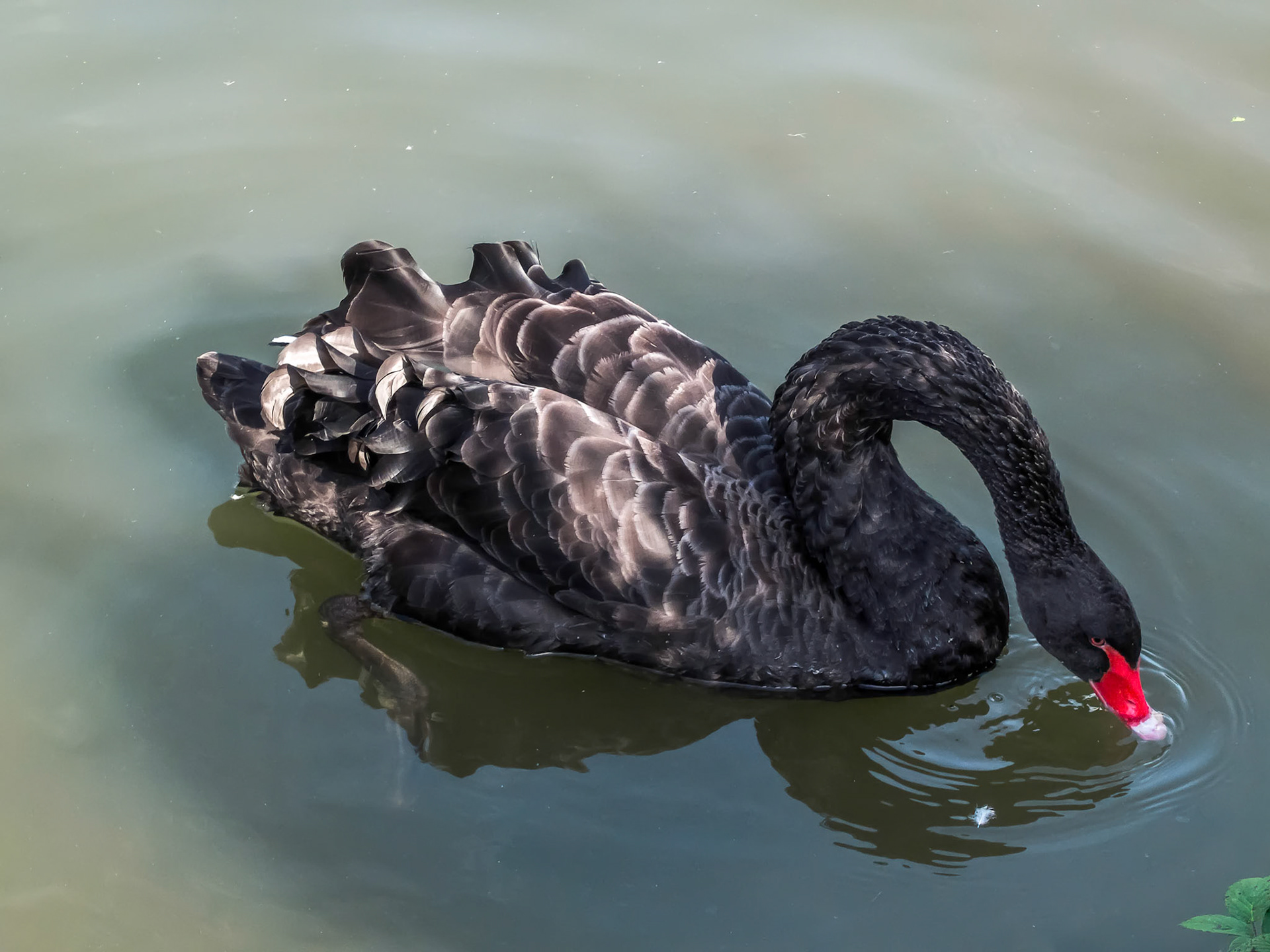Black Swan (Cygnus atratus)