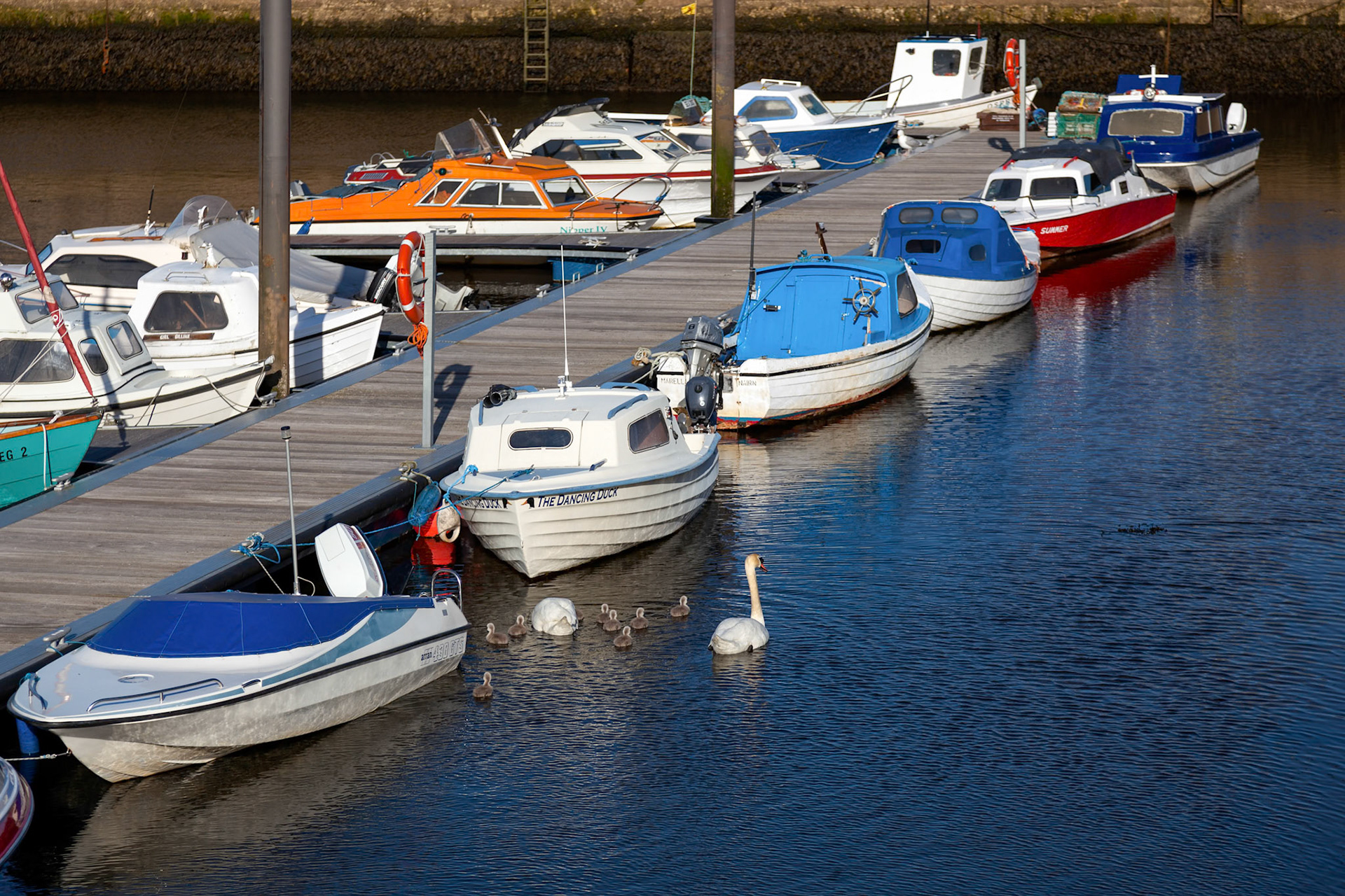 Mute Swans (Cygnus olor) with Cygnets