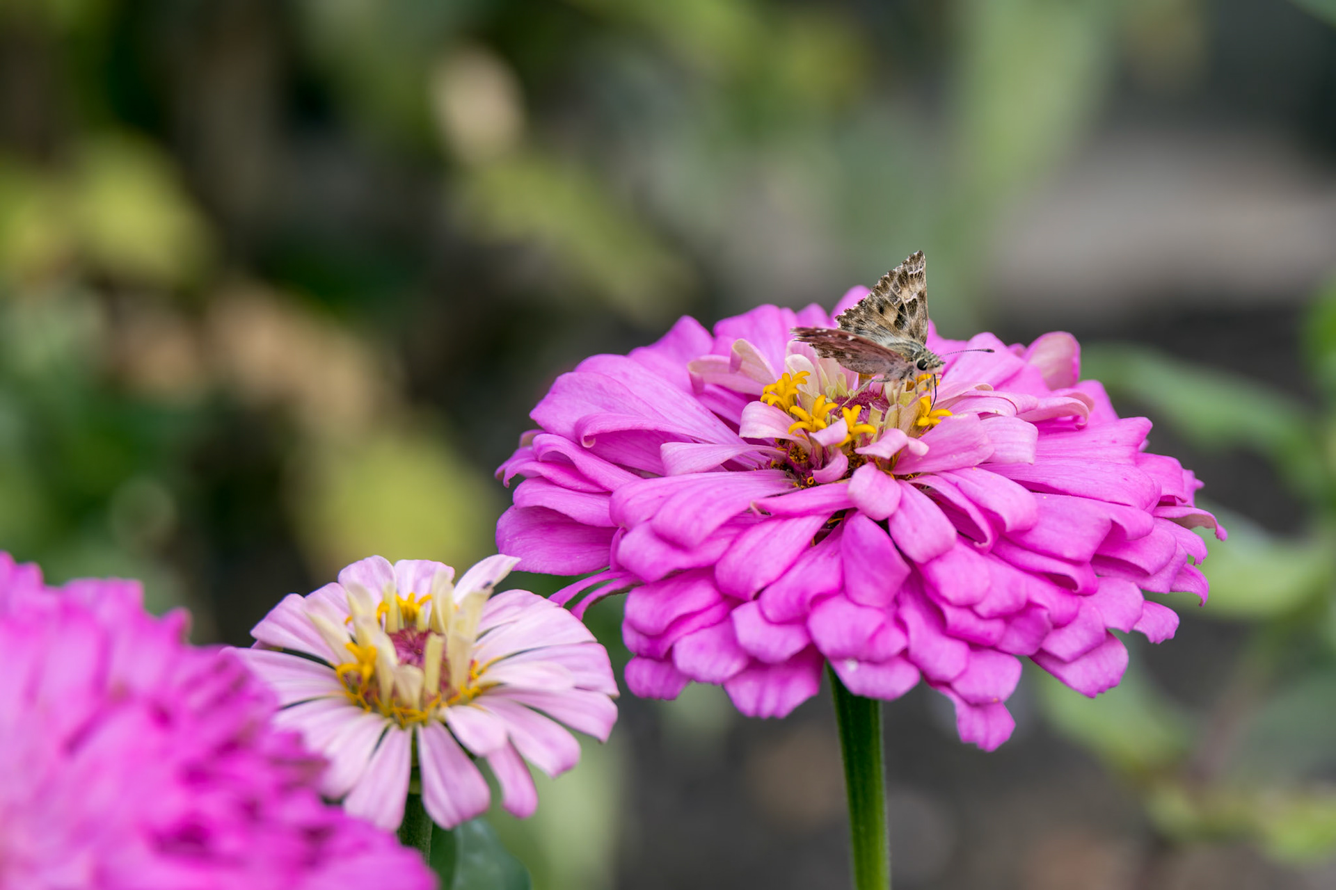Geranium Bronze butterfly (Cacyreus marshalli) feeding on a Zinnia elegans JacQ. pink flower in Italy