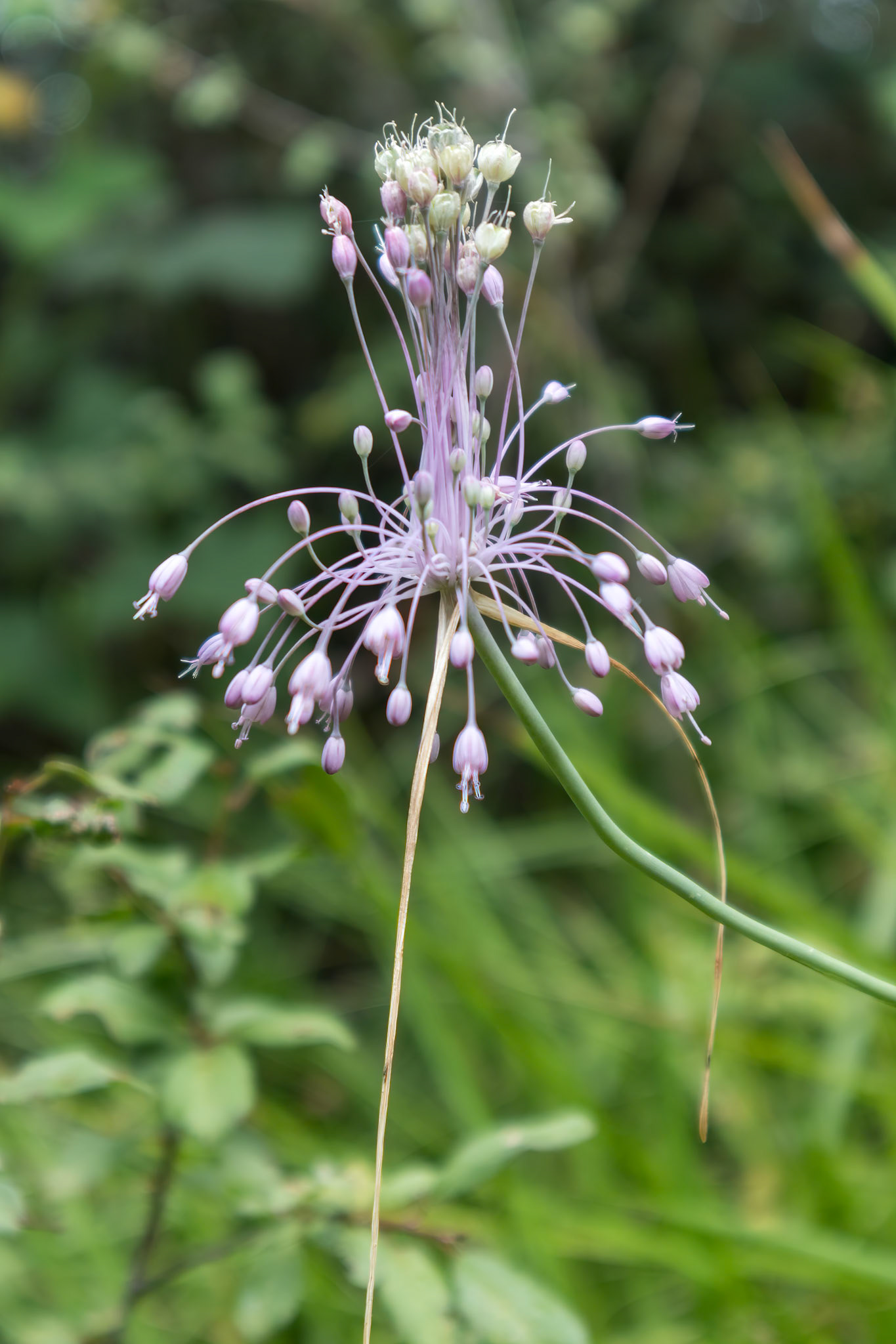 Keeled Garlic (Allium carinatum) growing in Torre de' Roveri Italy