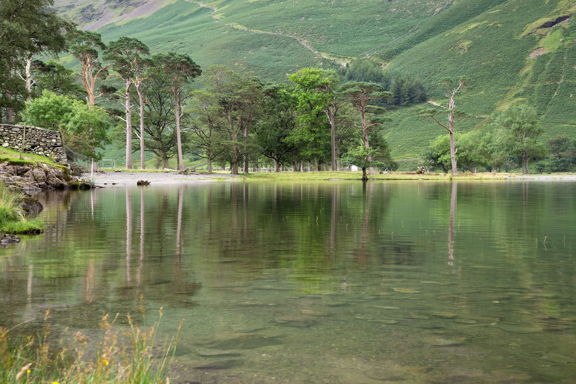 View of the pine trees at Buttermere