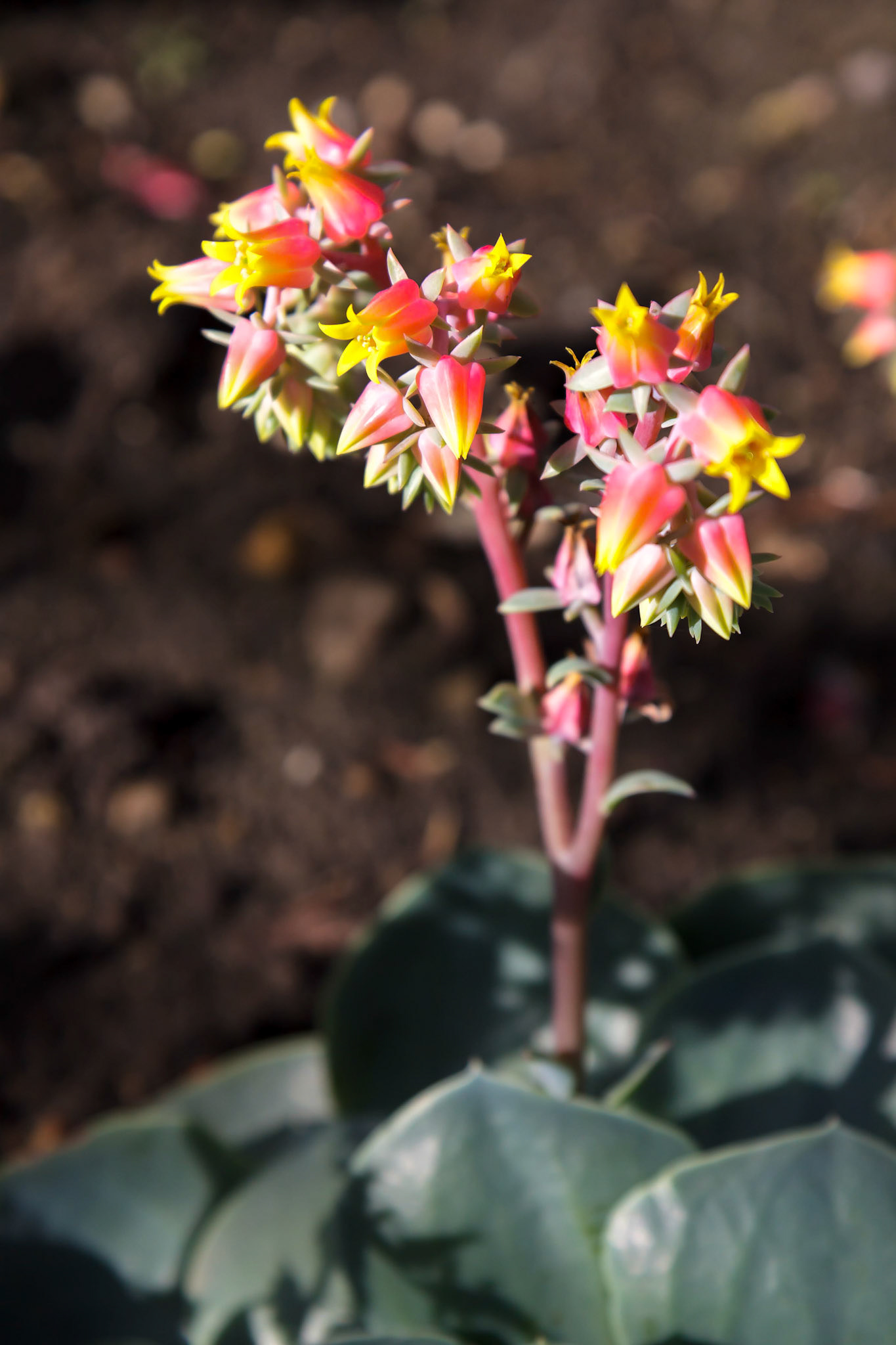 Echeveria Succulent Plant Flowering