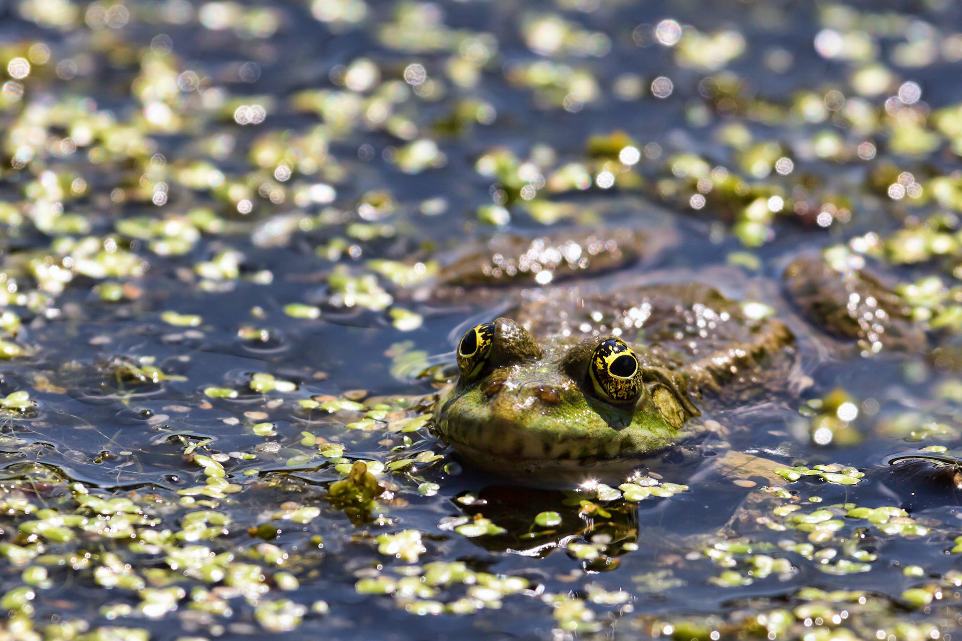Marsh Frog