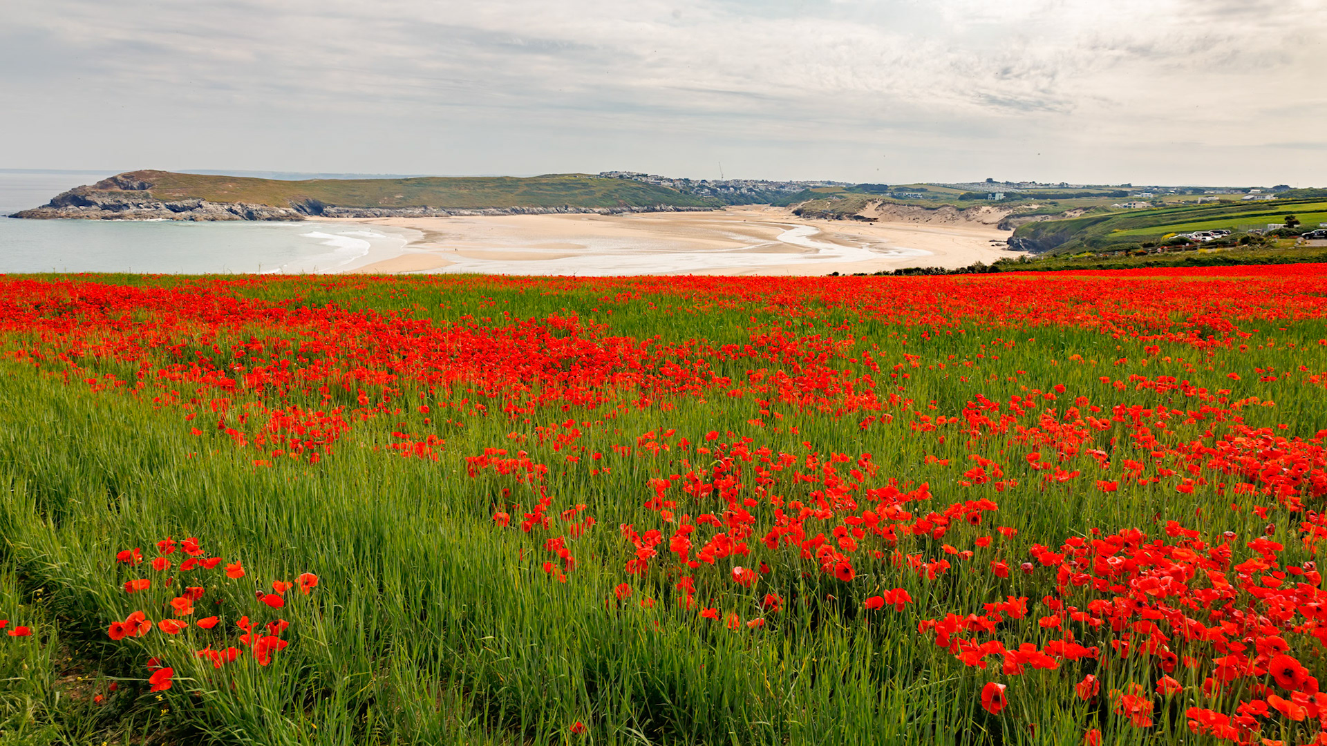 View of Poppies in bloom in a field in West Pentire Cornwall