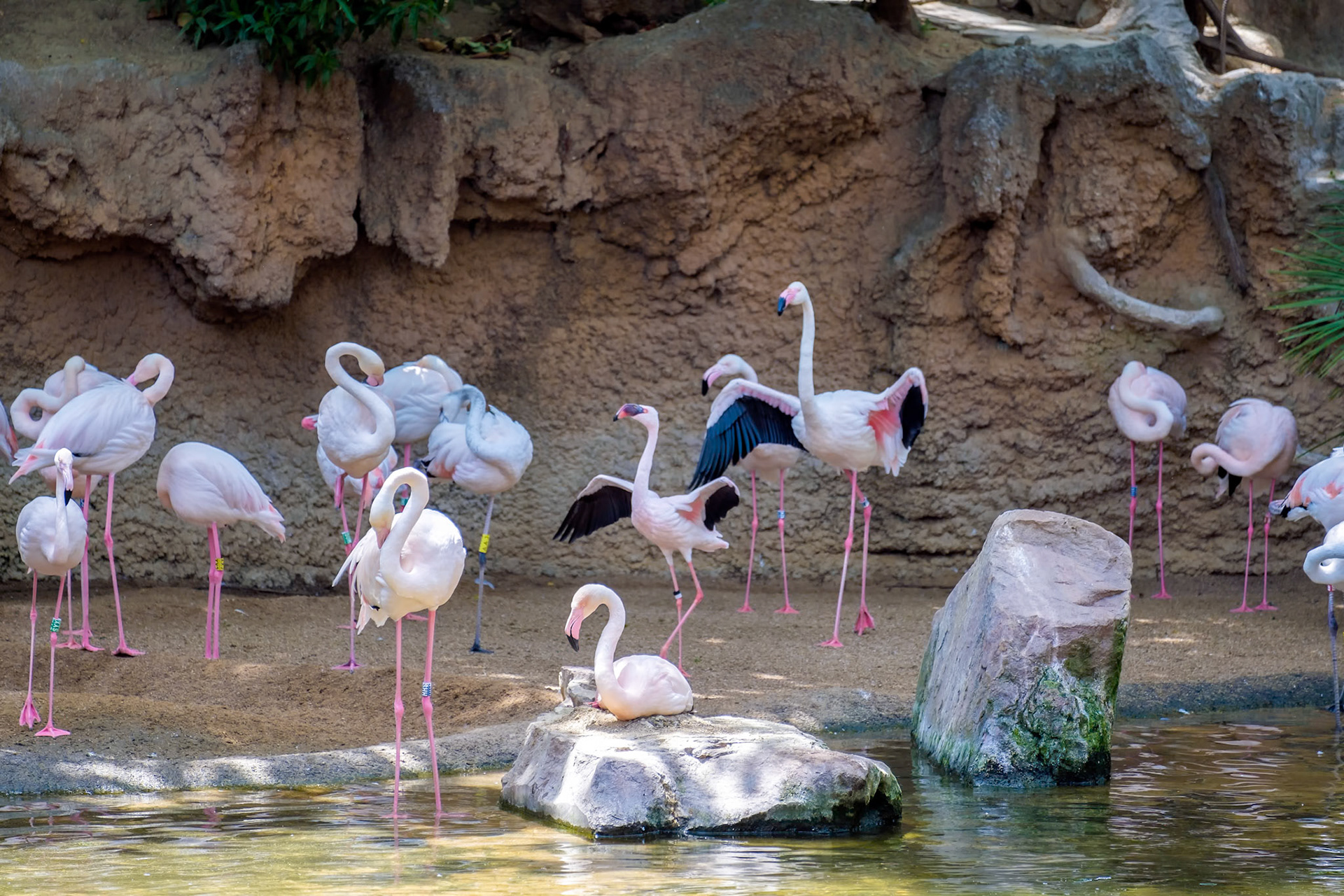 Greater Flamingos (Phoenicopterus roseus) at the Bioparc Fuengirola