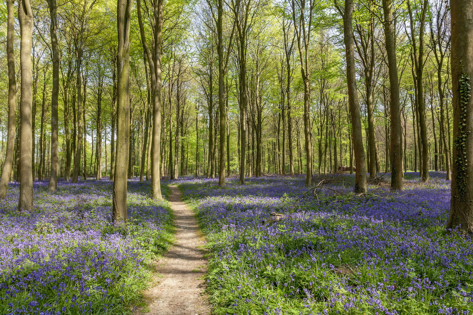 Bluebells in Wepham Wood