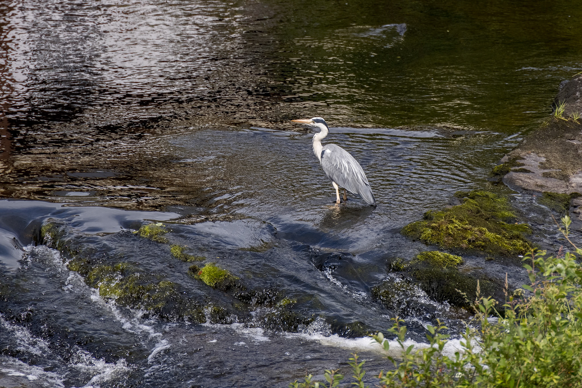 Grey Heron (Ardea cinerea) in shallow water at Llangollen