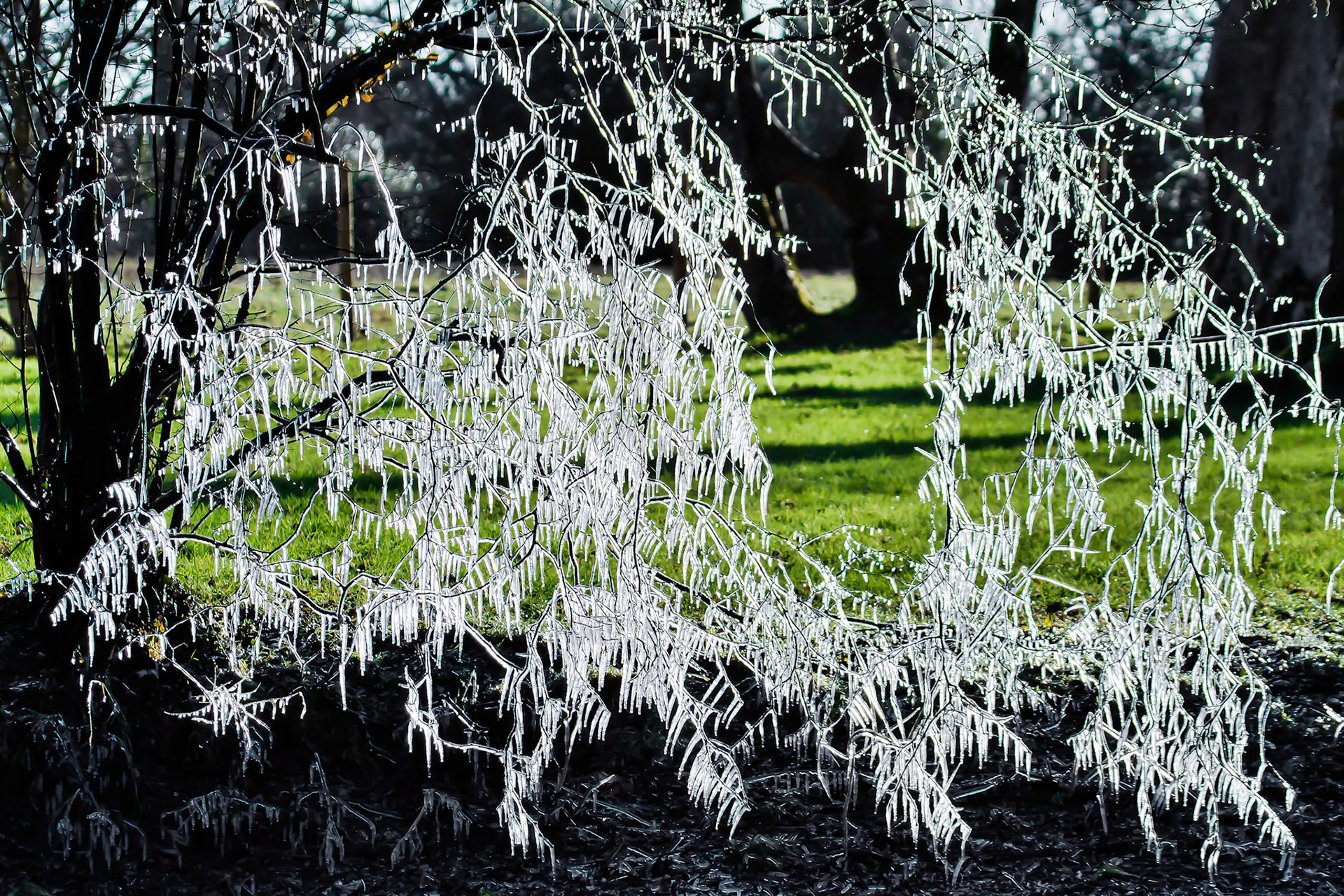 Icicle Tree