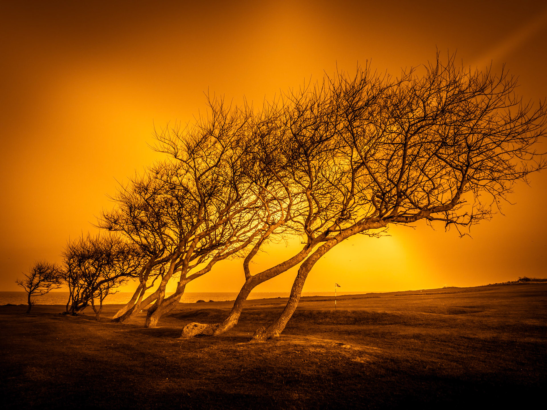 Wind Swept Trees by the Golf Course at Hopton on Sea