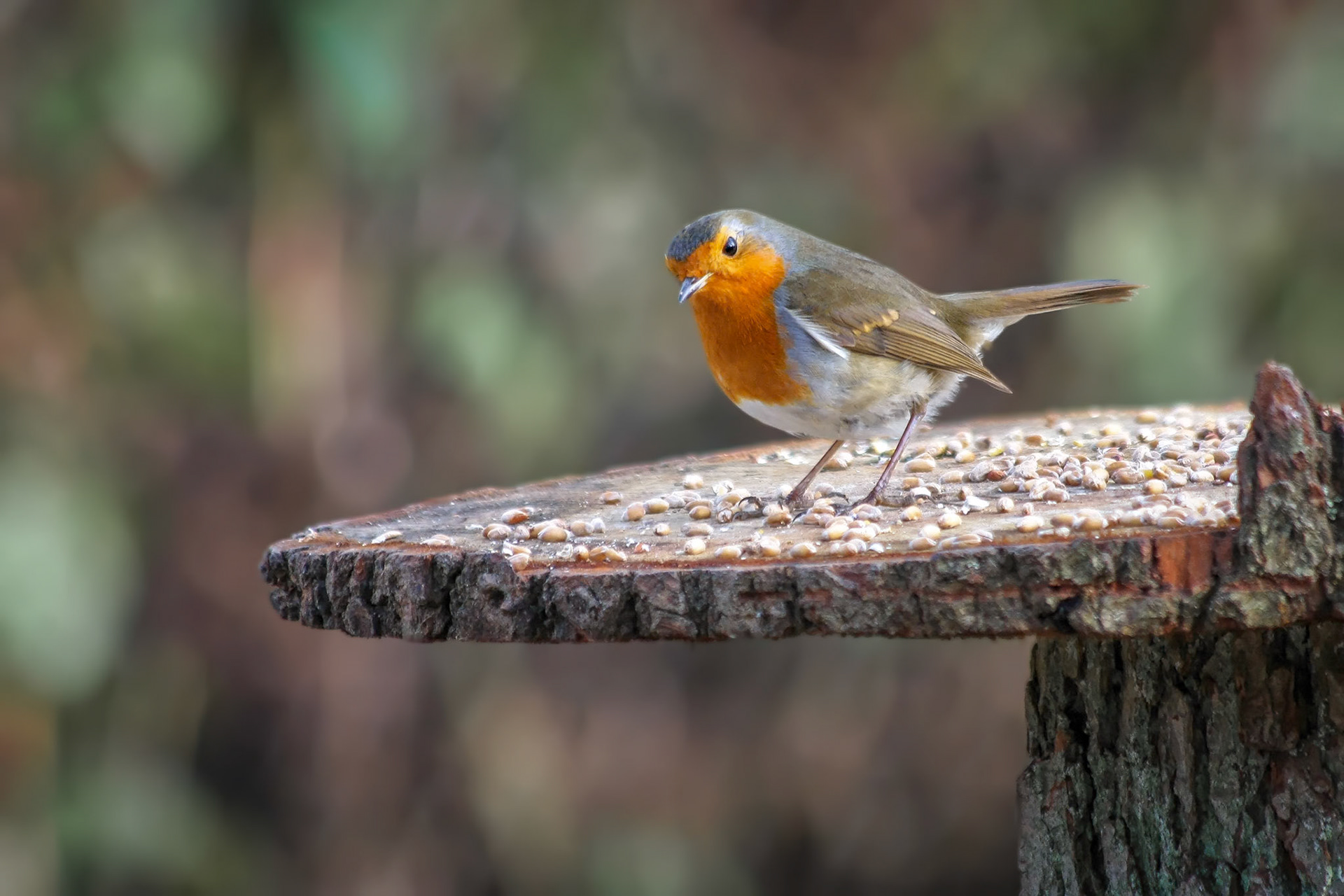 Robin Alert to Danger