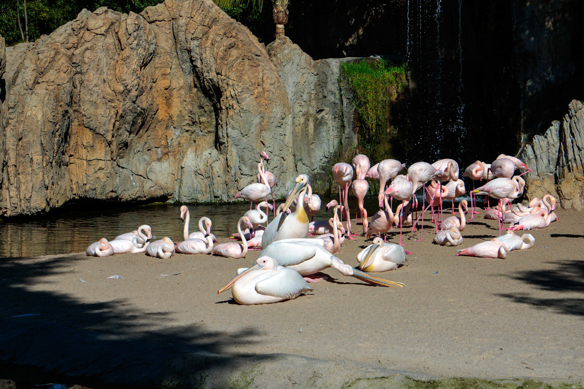 VALENCIA, SPAIN - FEBRUARY 26 : Pink Backed Pelicans and Flamingos at the Bioparc in Valencia Spain on February 26, 2019