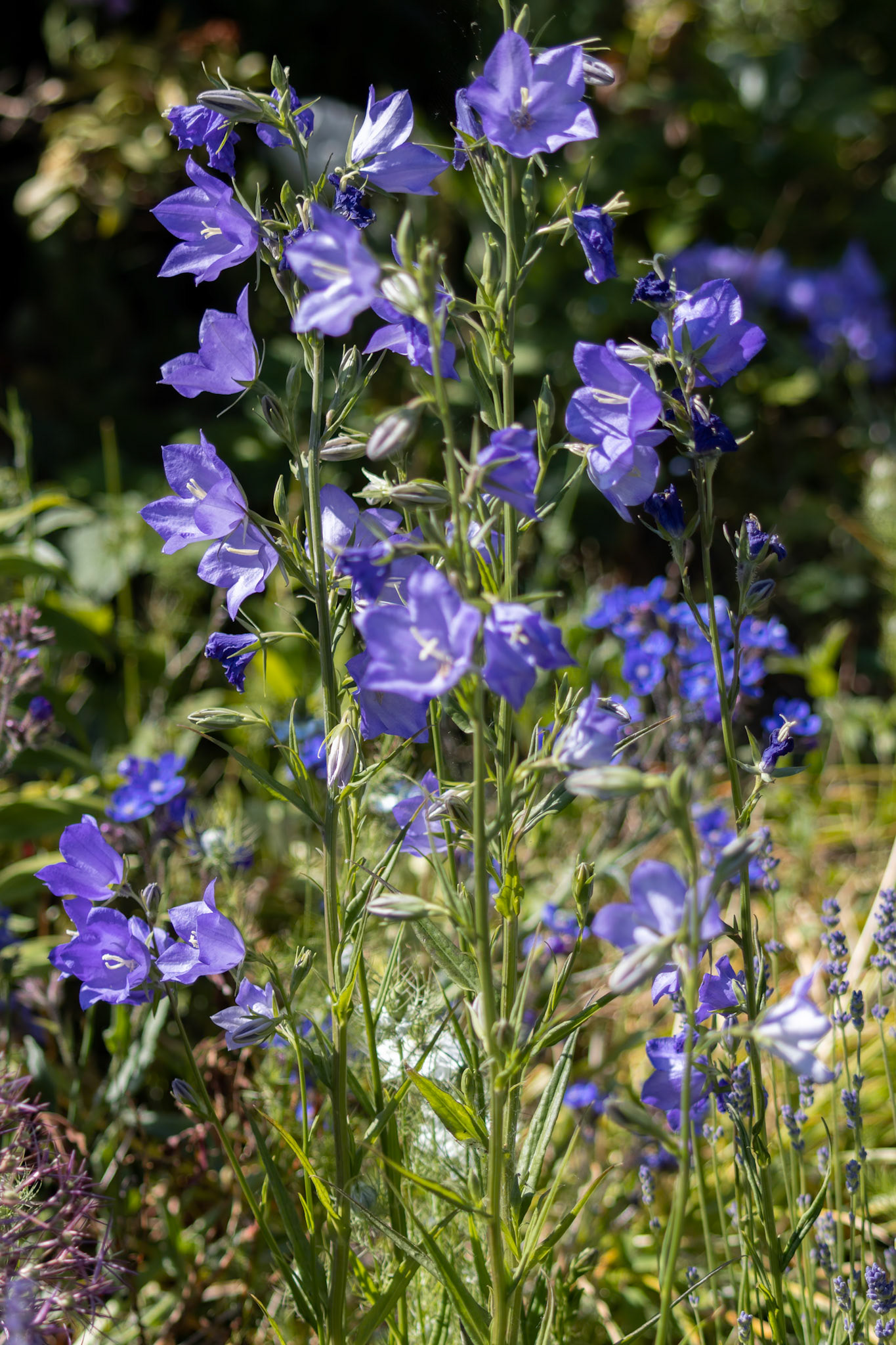 Blue Campanula Persicifolia Bellflowers in an english garden