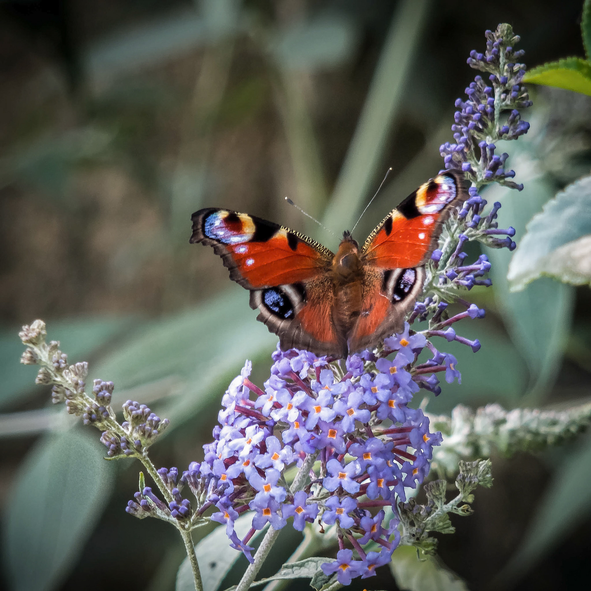 European Peacock Butterfly (Inachis io) Feeding on Buddleia Blossom