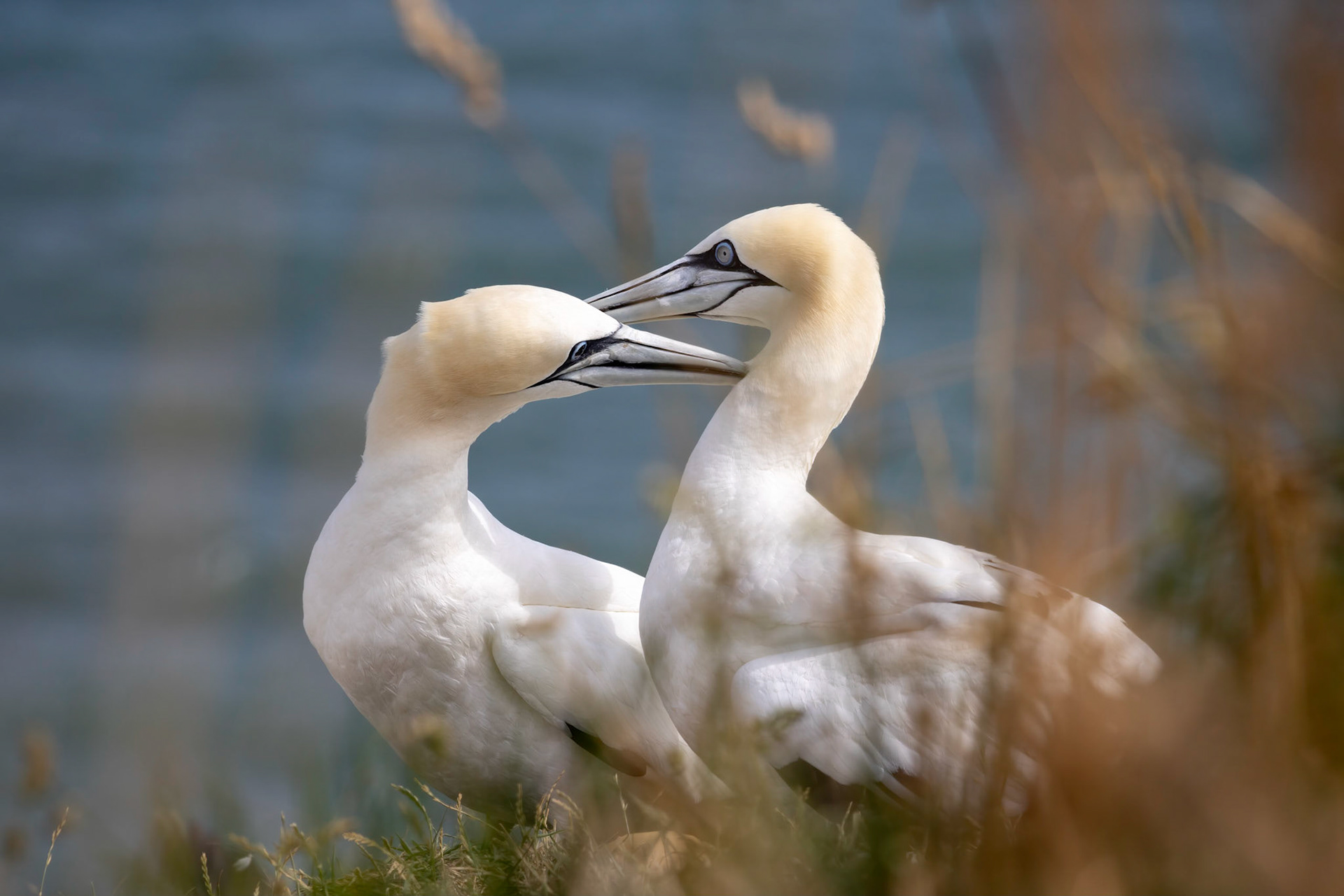Gannets, Morus bassanus, at Bempton Cliffs in Yorkshire