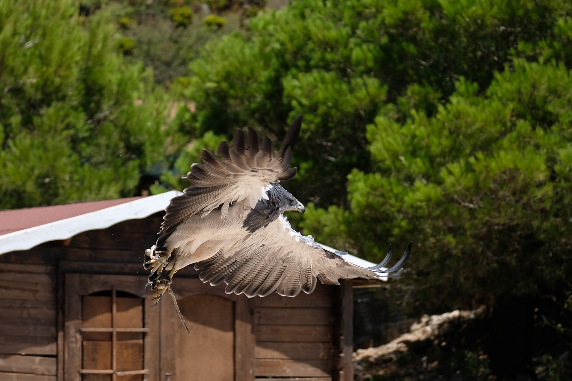 Chilean Blue Eagle at Mount Calamorro