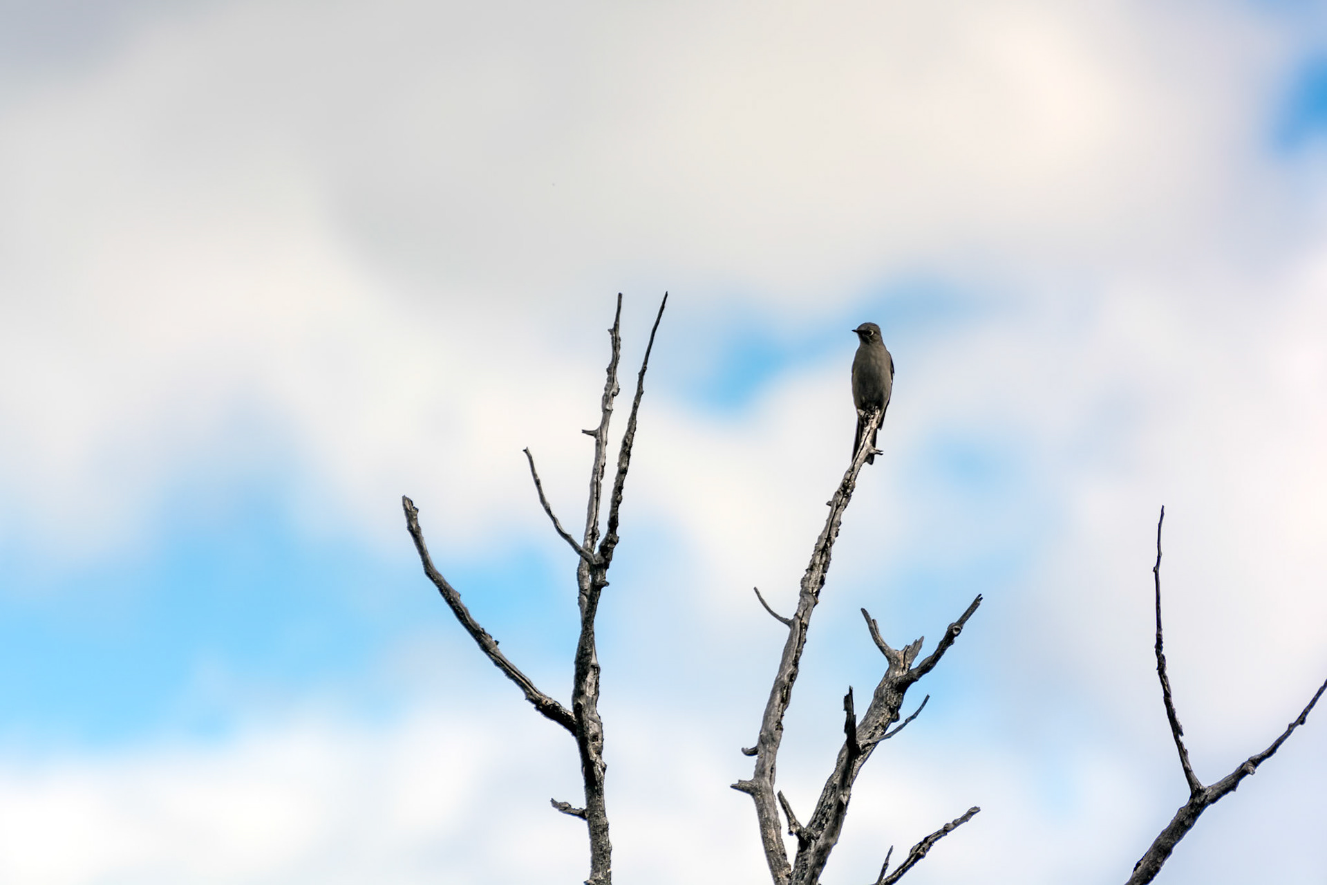 Western Wood-Pewee (Contopus sordidulus)
