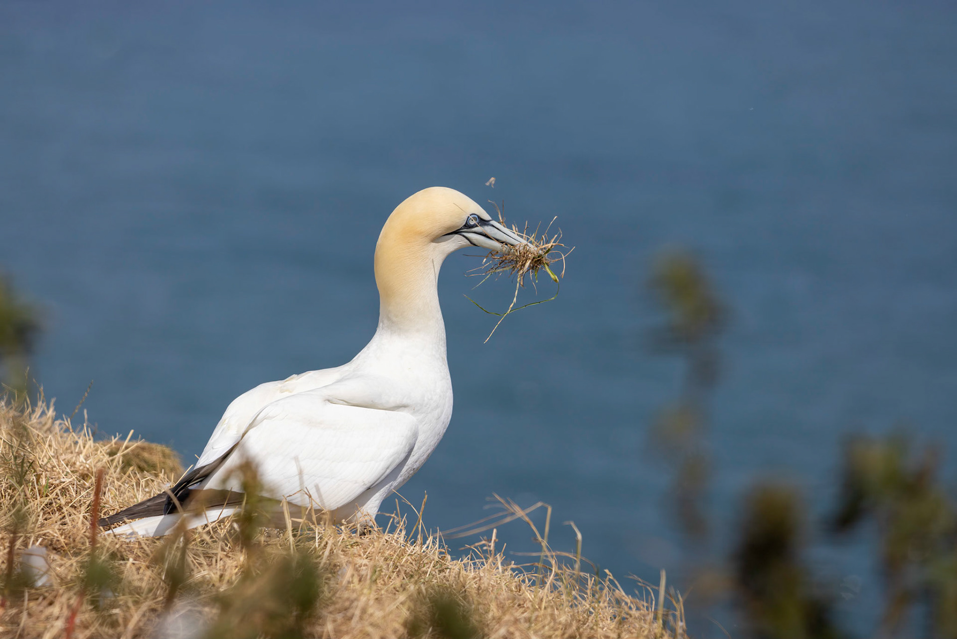 Gannet, Morus bassanus, at Bempton Cliffs in Yorkshire