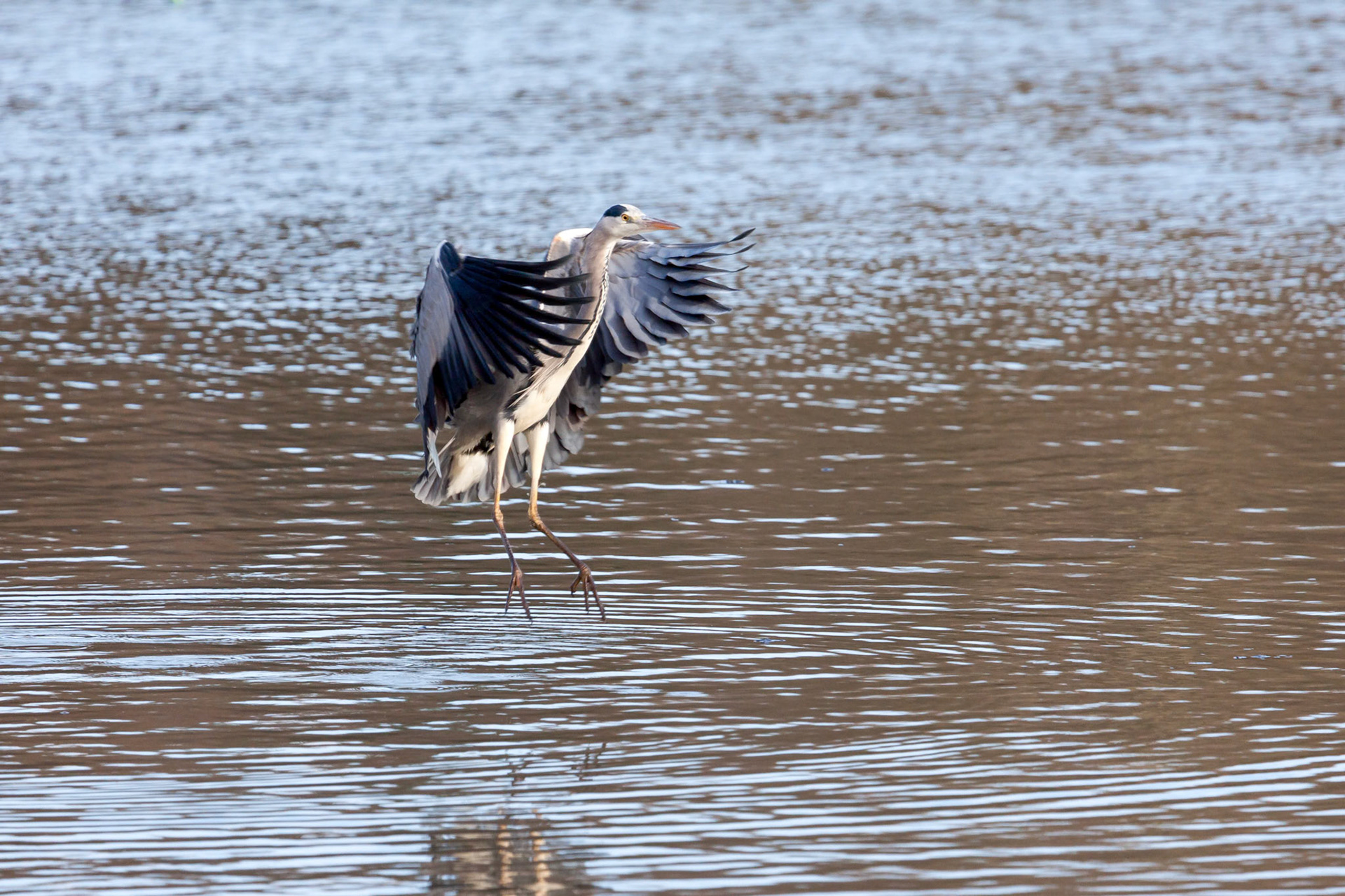 Grey Heron Coming in to Land