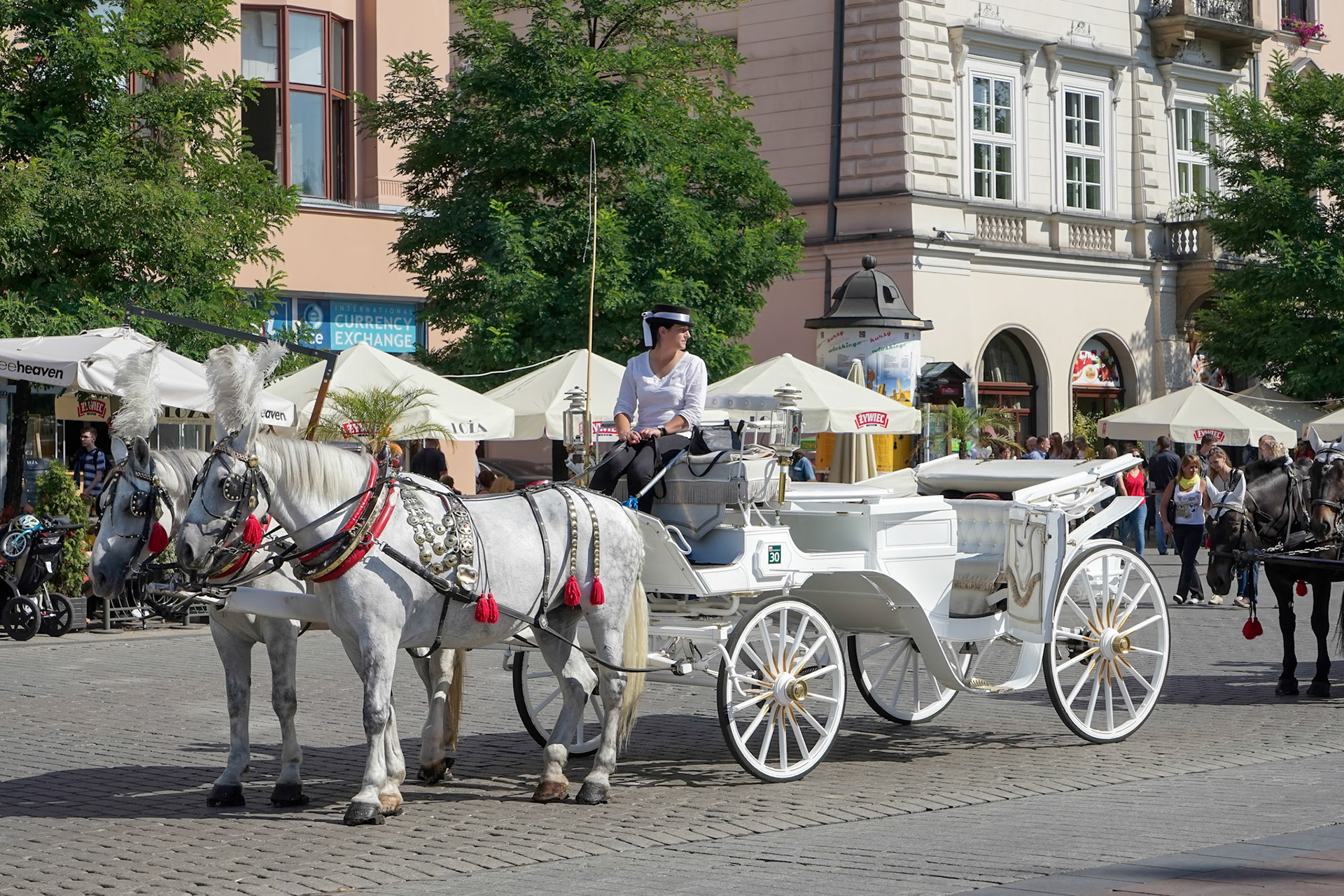 Carriage and Horses in Krakow