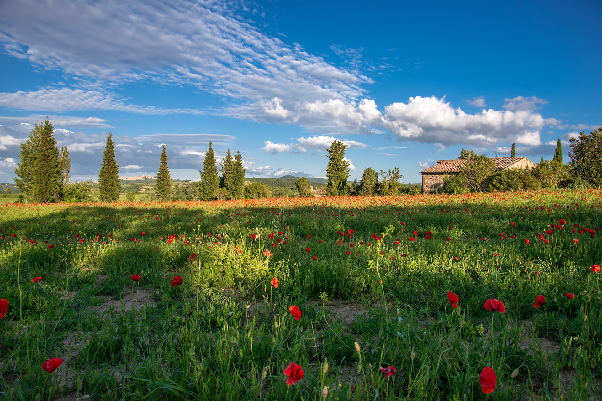 Poppy Field in Tuscany
