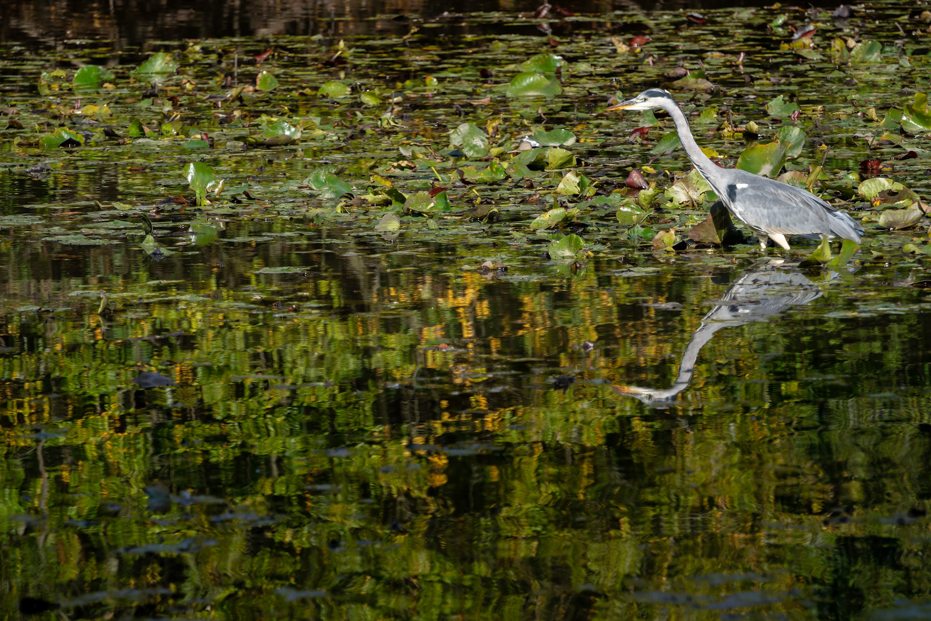 Grey Heron wading through a lake looking for fish by the lily pads