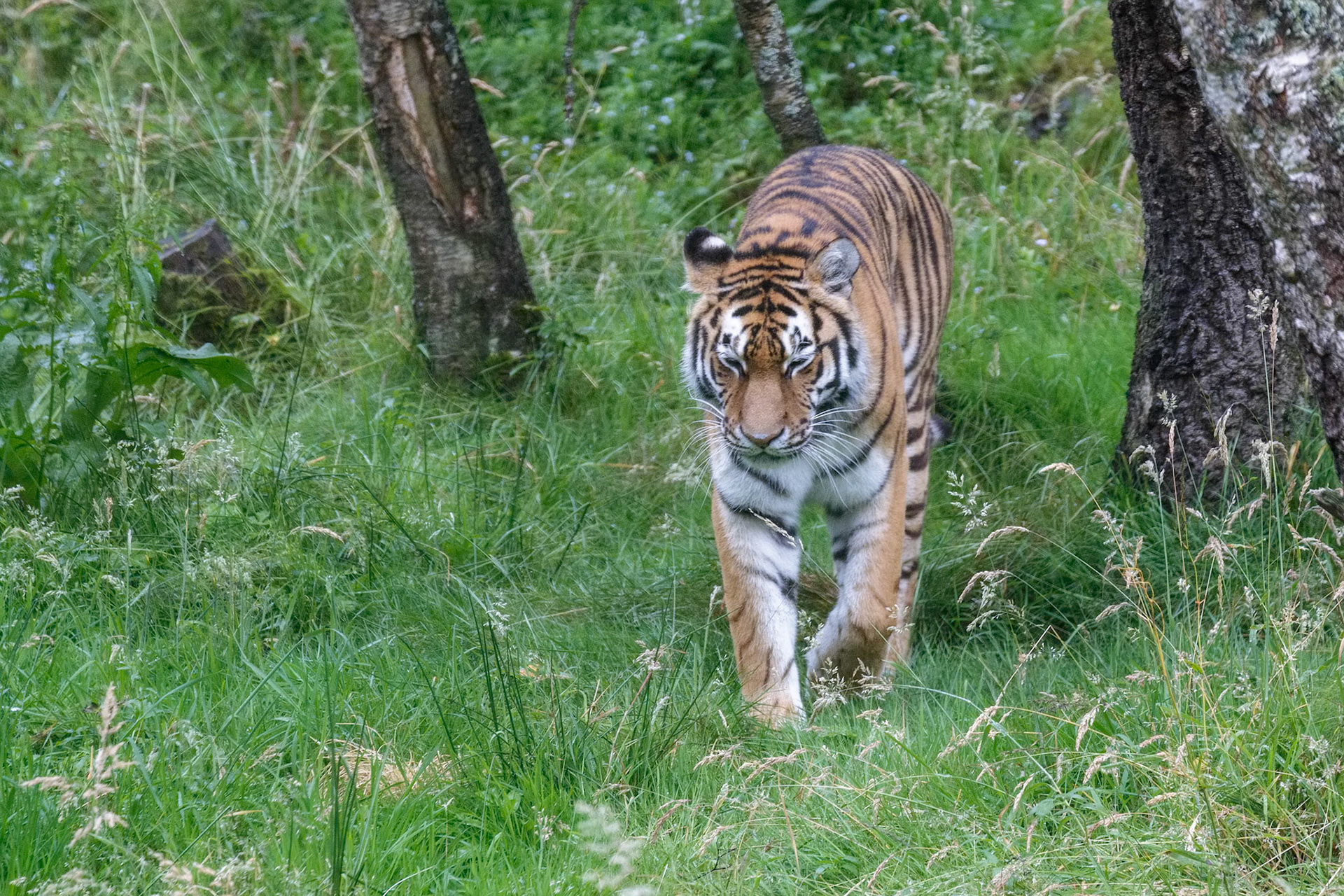 Siberian Tiger (Panthera tigris altaica) or Amur Tiger walking around his territory