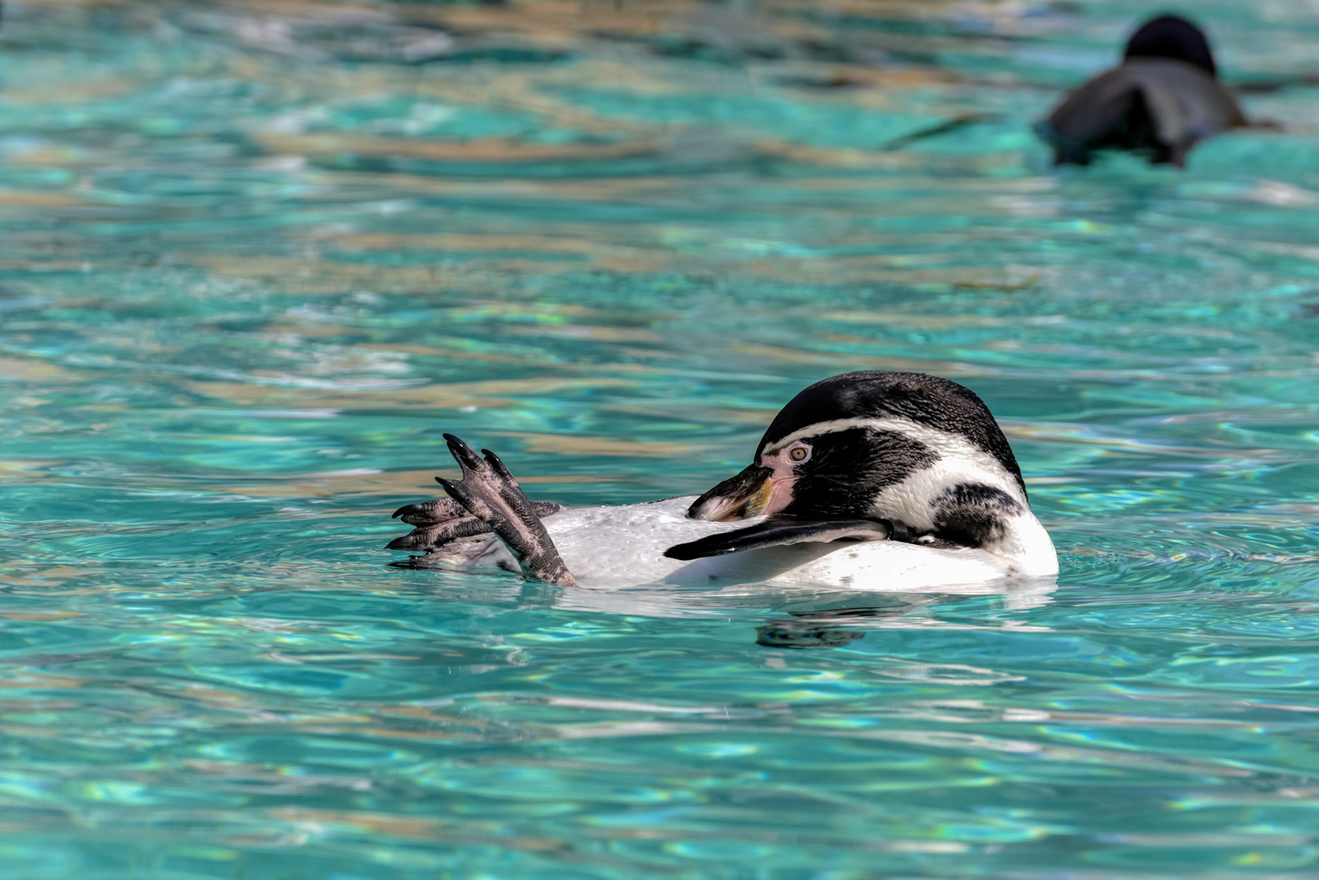 Humboldt Penguin (Spheniscus humboldti)