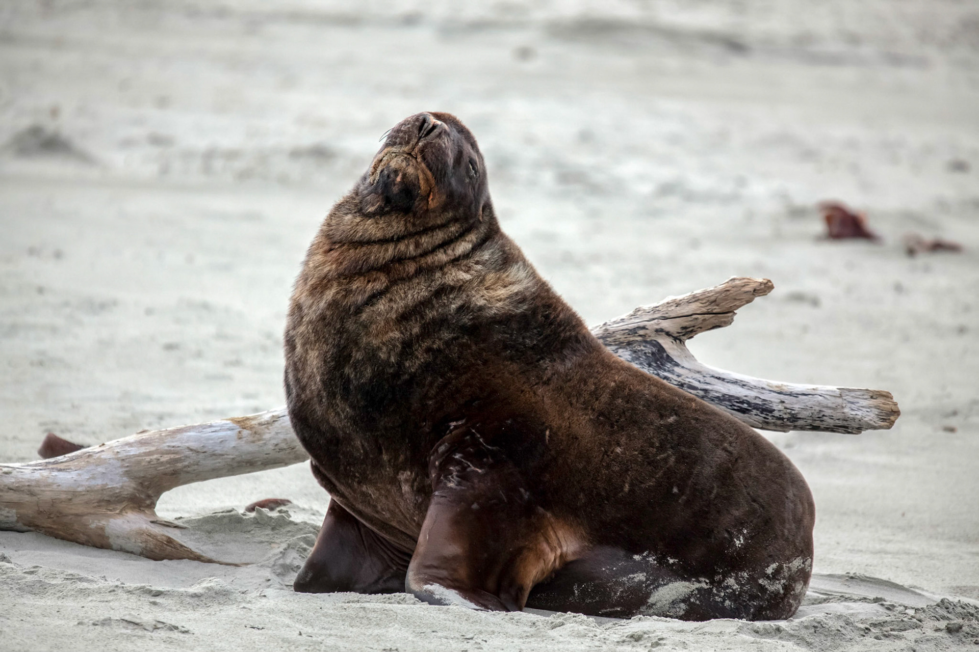 New Zealand Sea Lion (Phocarctos hookeri)