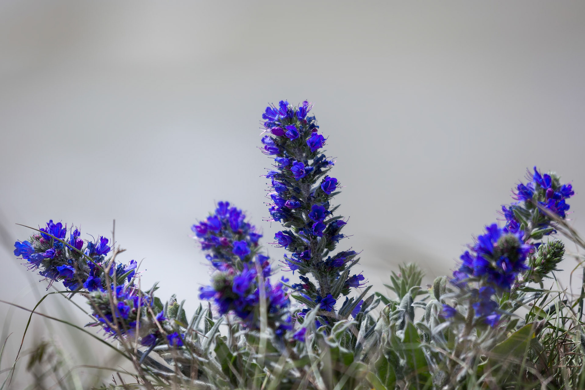 Viper's Bugloss (echium vulgare) growing on the cliff edge near Beachy Head