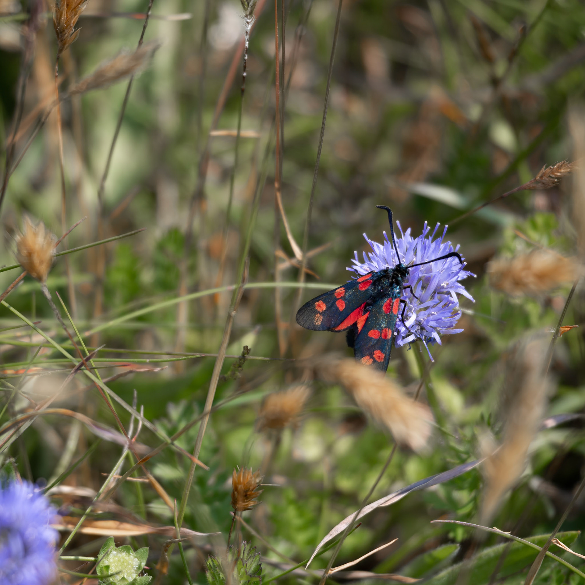 Six-spot Burnet moth, Zygaena filipendulae, feeding on a cornflower at Trevose Head in Cornwall