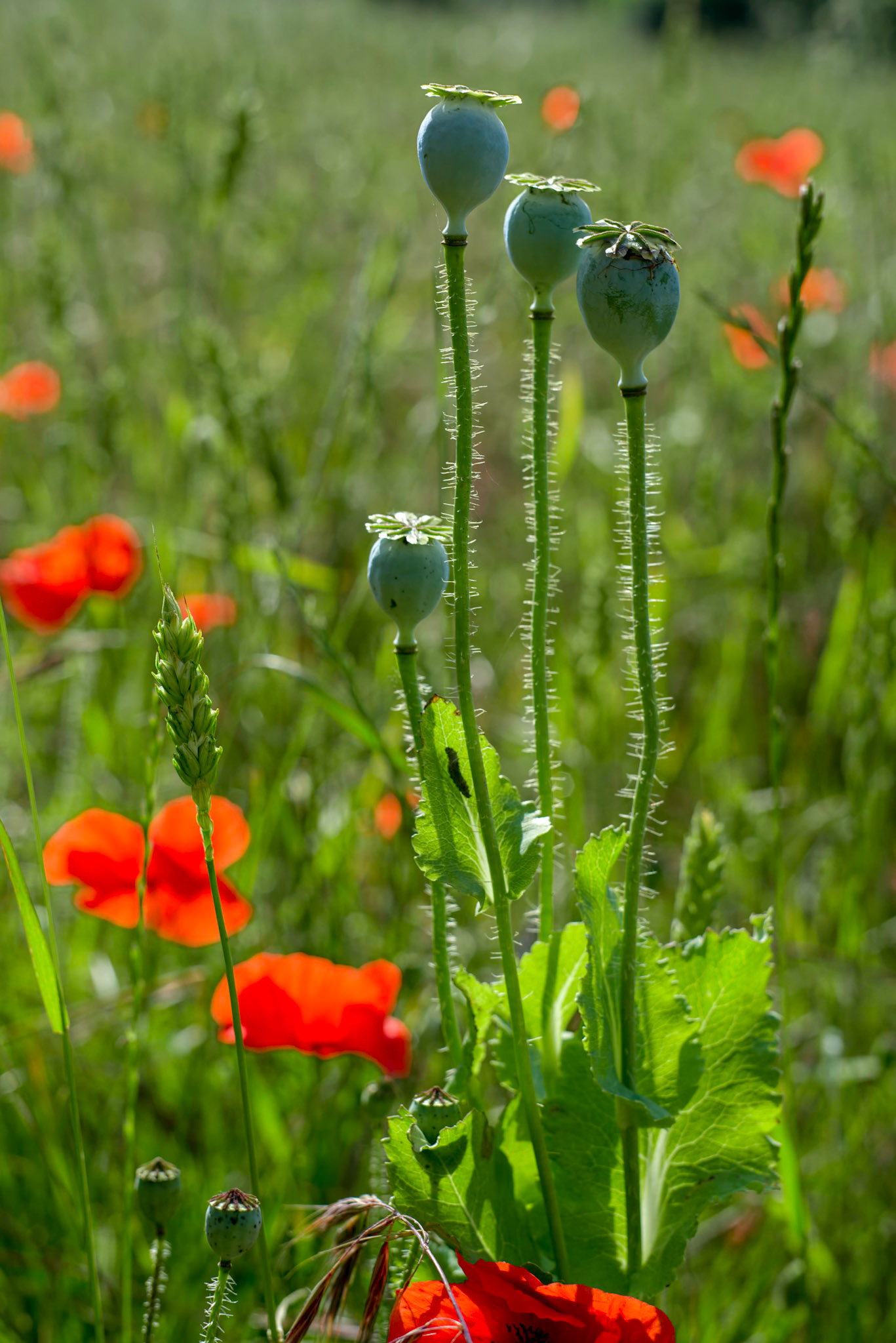 A Field of Poppies in Kent