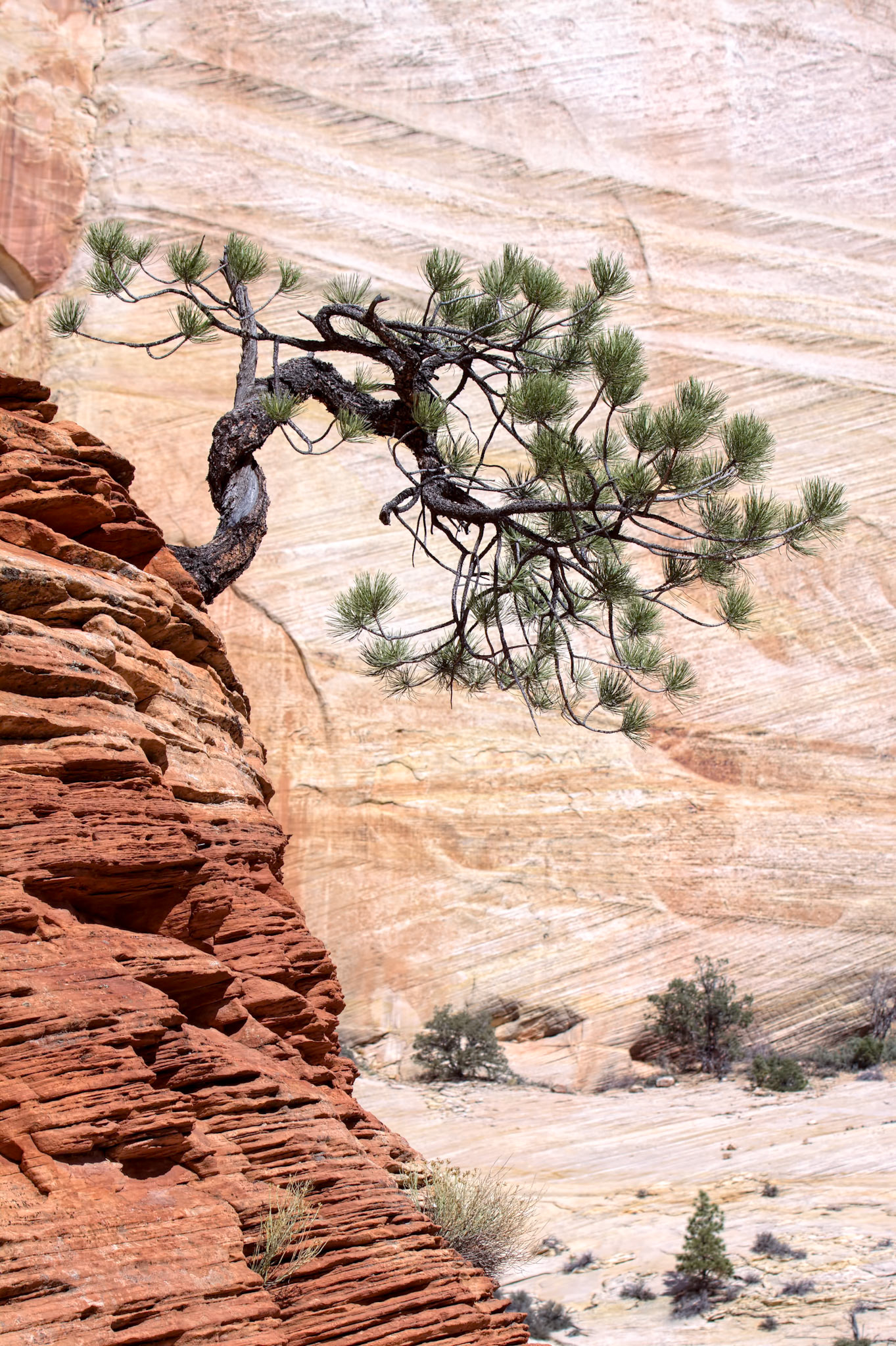 Stunted Tree on a Rocky Outcrop