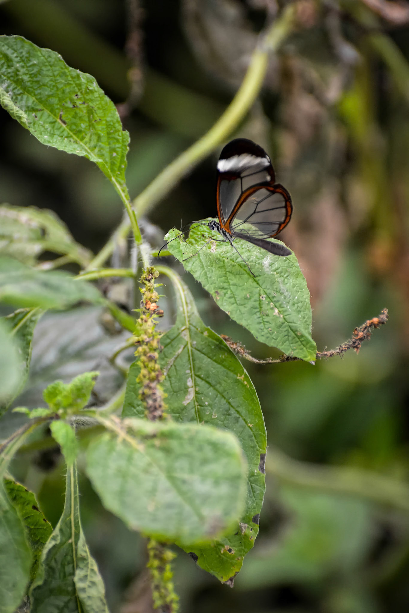 Glasswinged Butterfly (Greta oto)