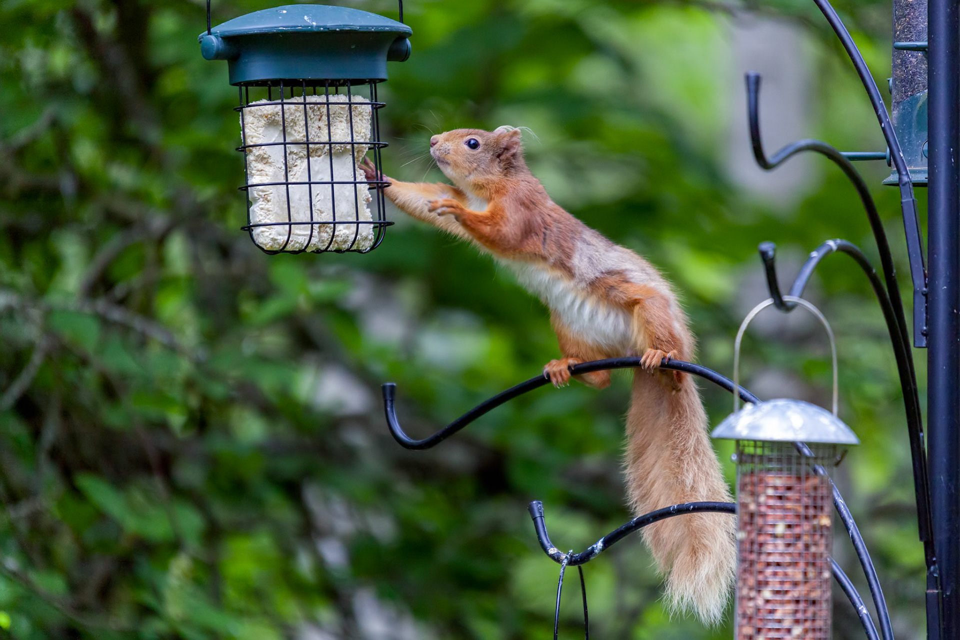 Eurasian Red Squirrel (sciurus vulgaris)